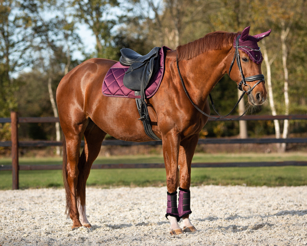 saddle pad world tour