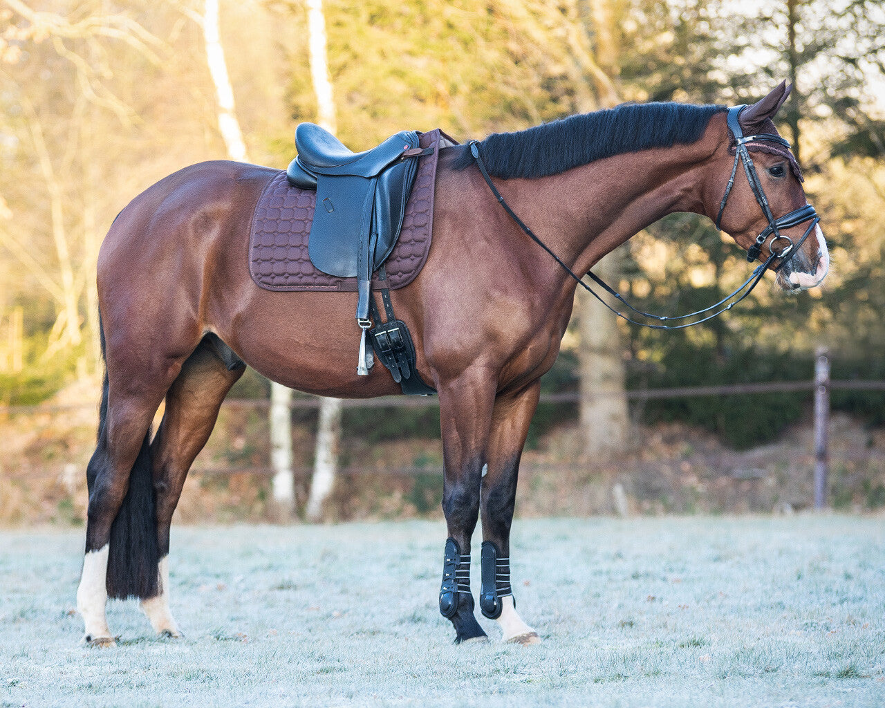 saddle pad hailyn