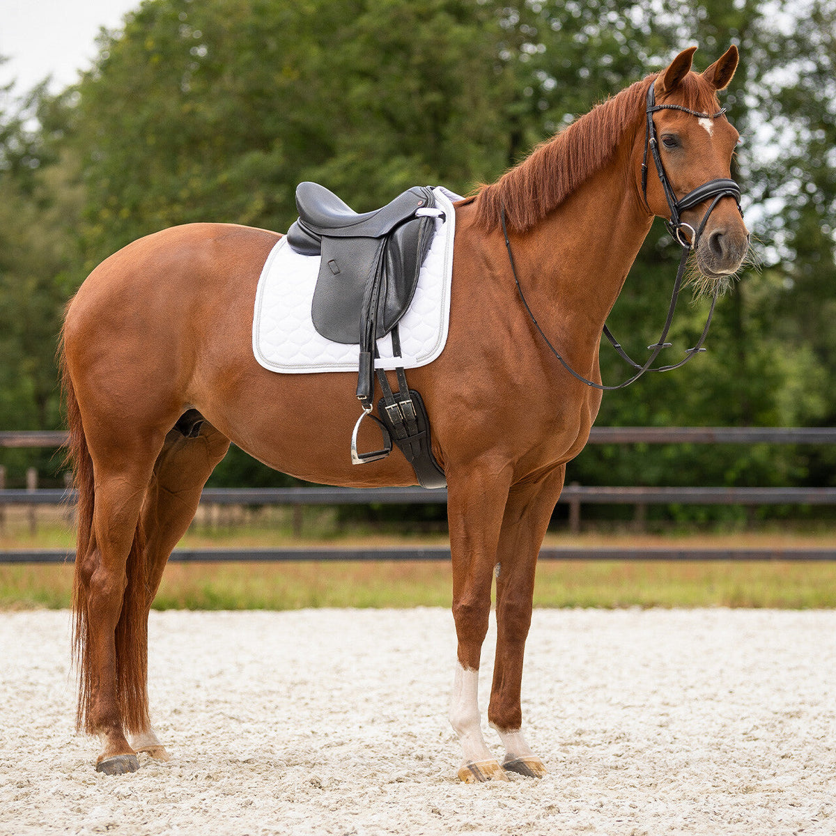 Saddle pad Sparkle