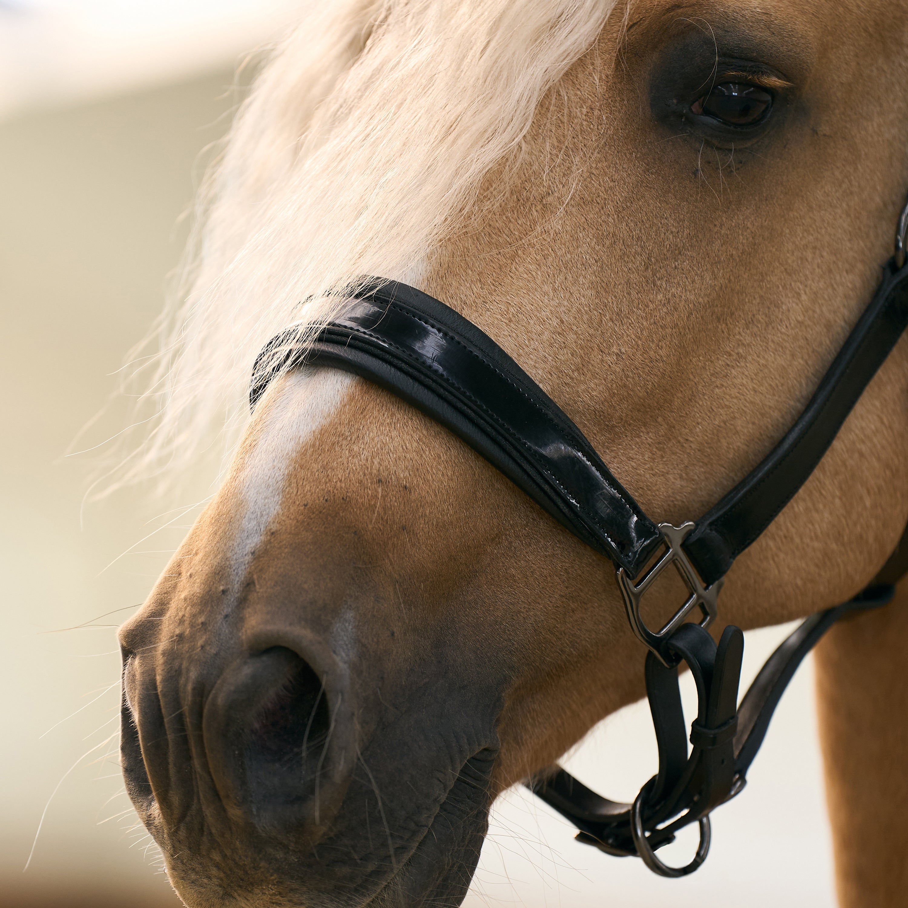 Headcollar IRHHera