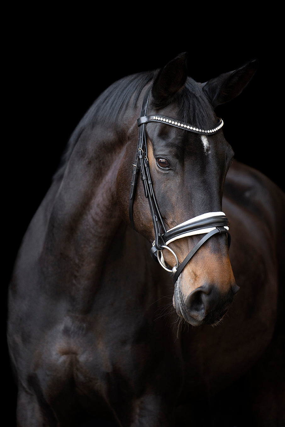 Bridle IRHFria