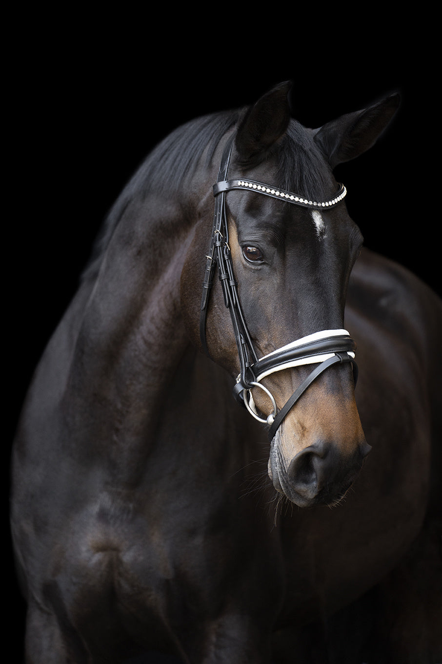Bridle IRHFria