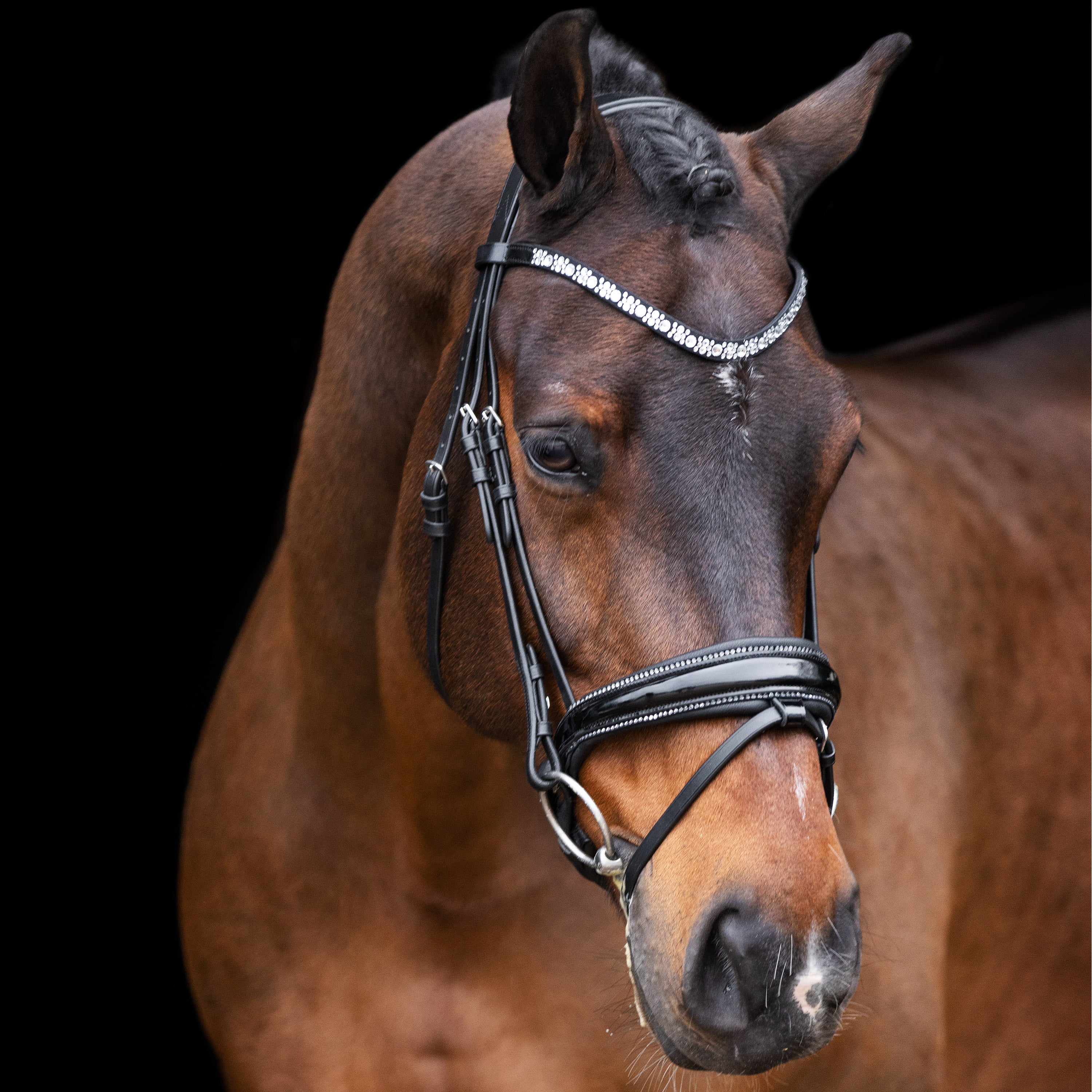 Bridle IRHOlympia