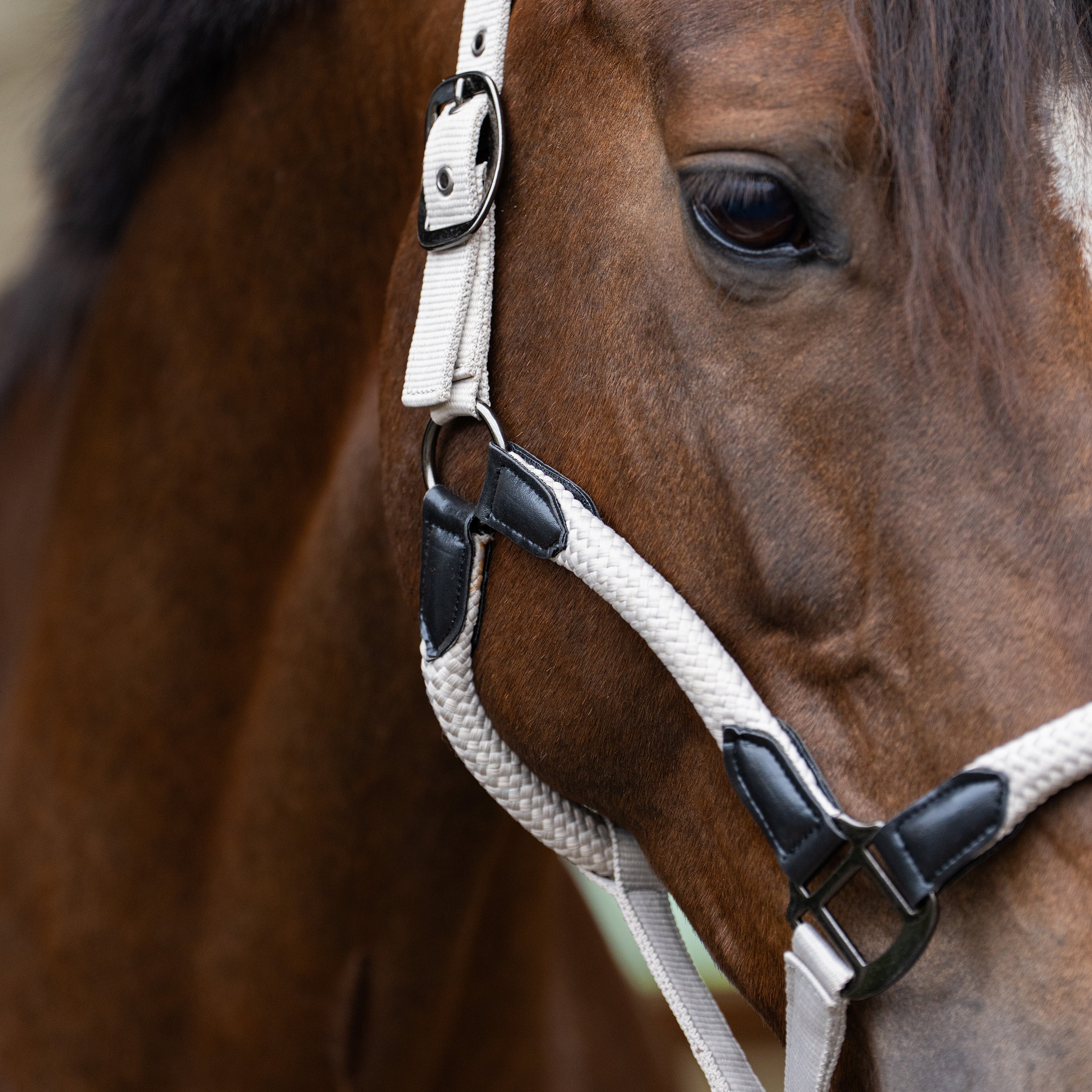 Headcollar IRHLaura