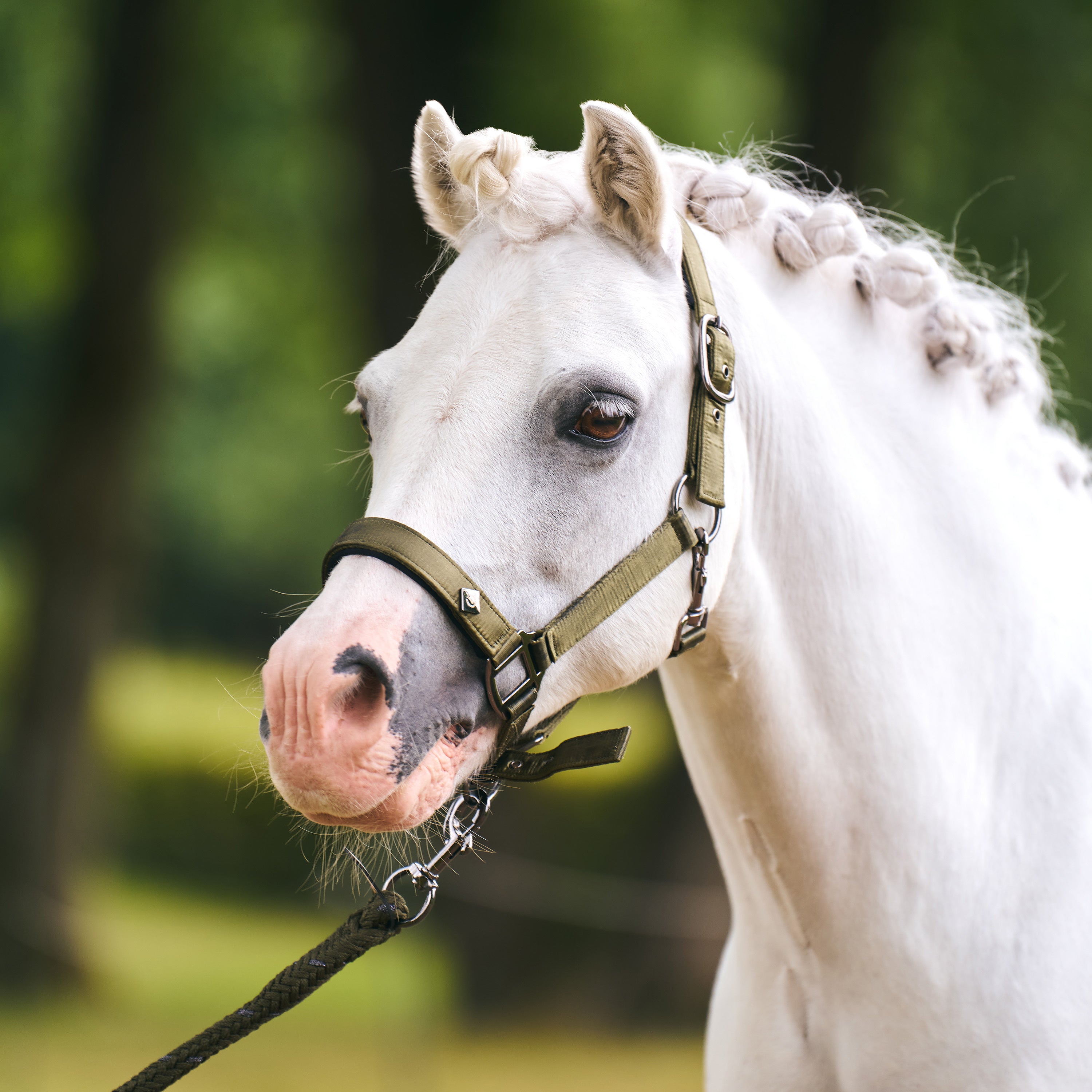 Headcollar IRHRebel