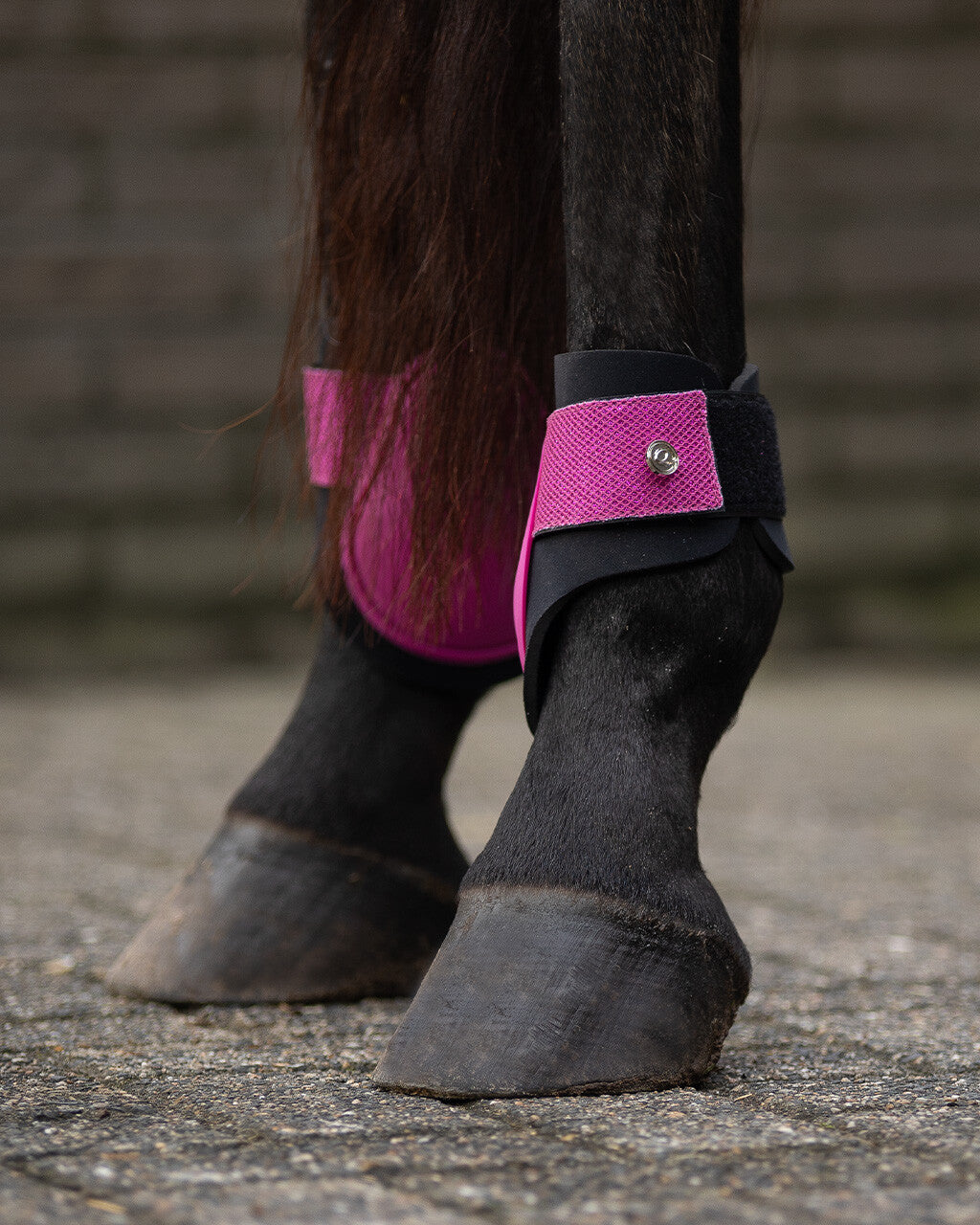 fetlock boots rio