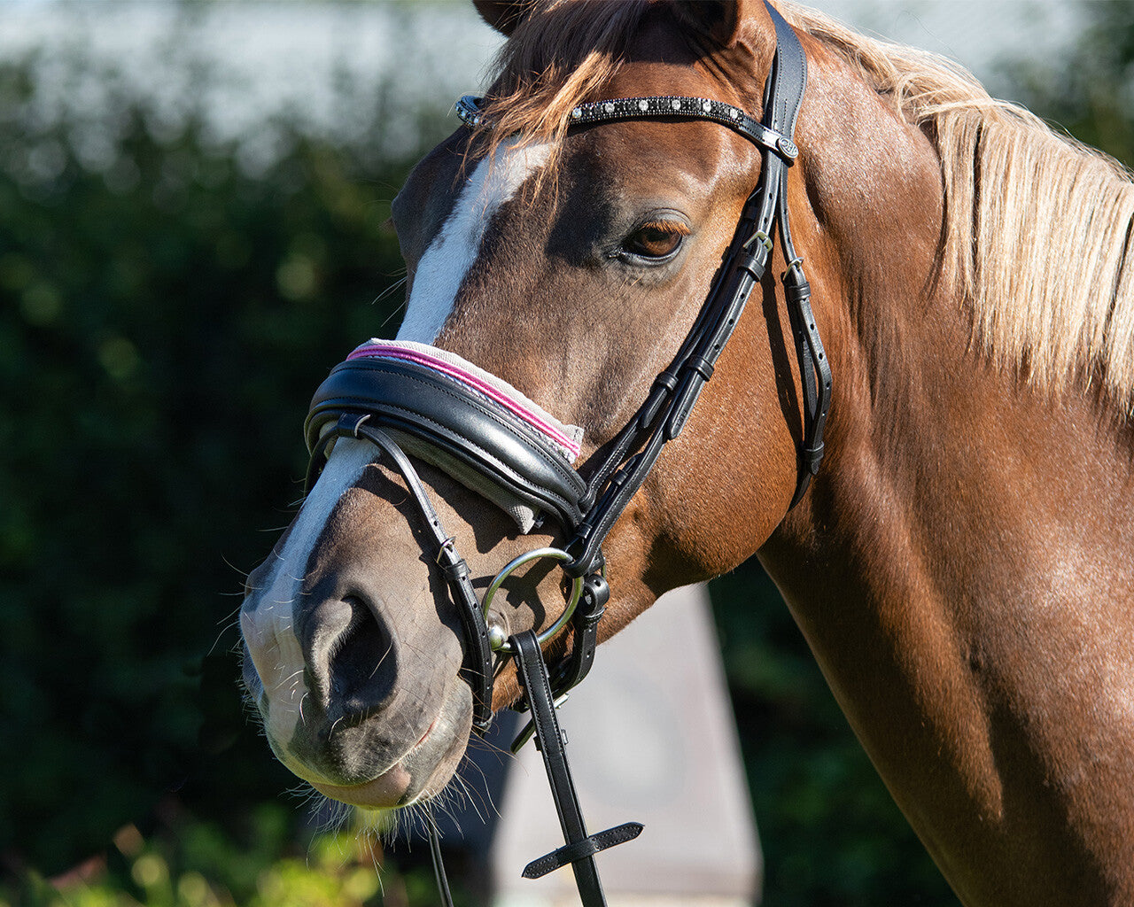 noseband pad porto
