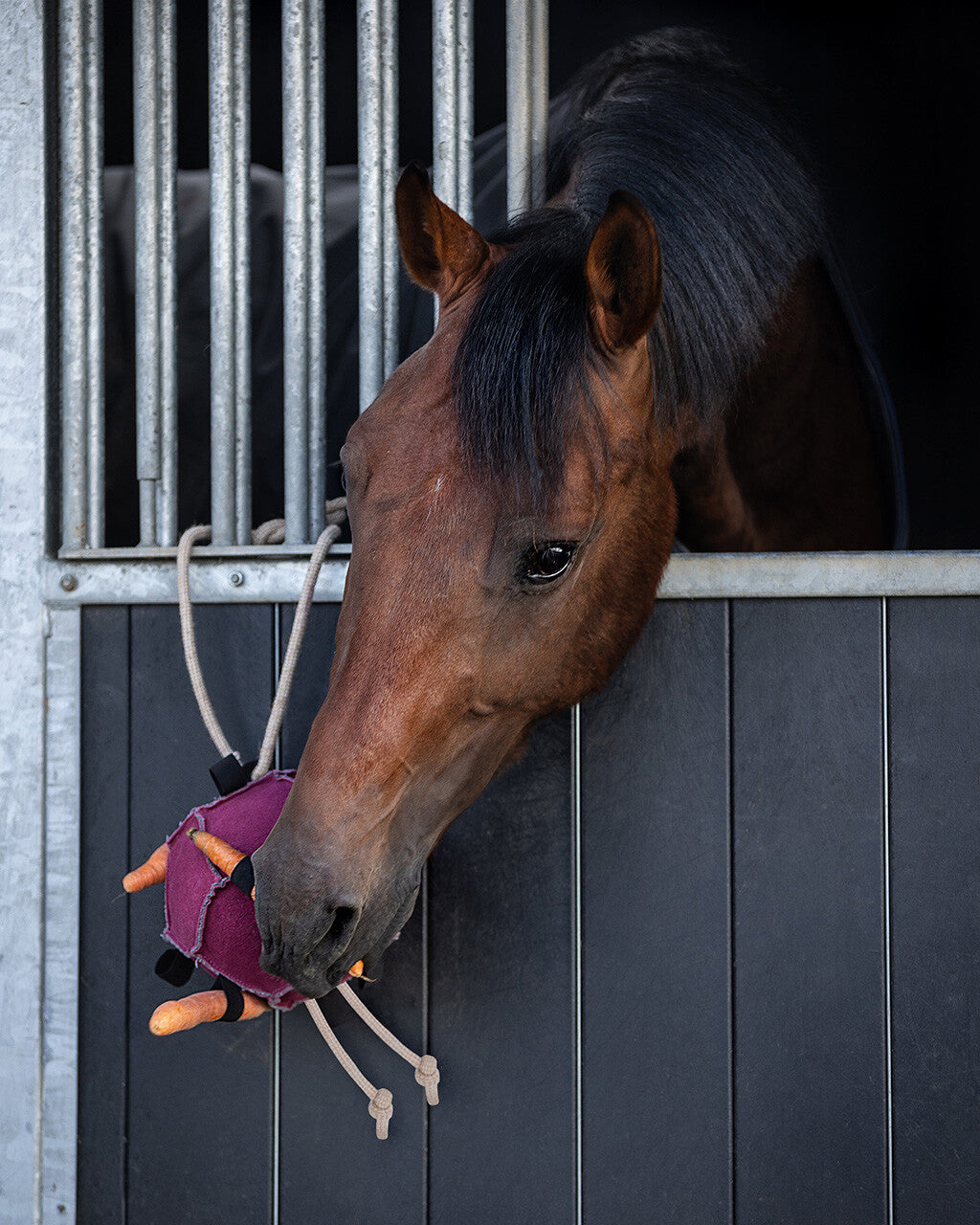 Horse toy ball