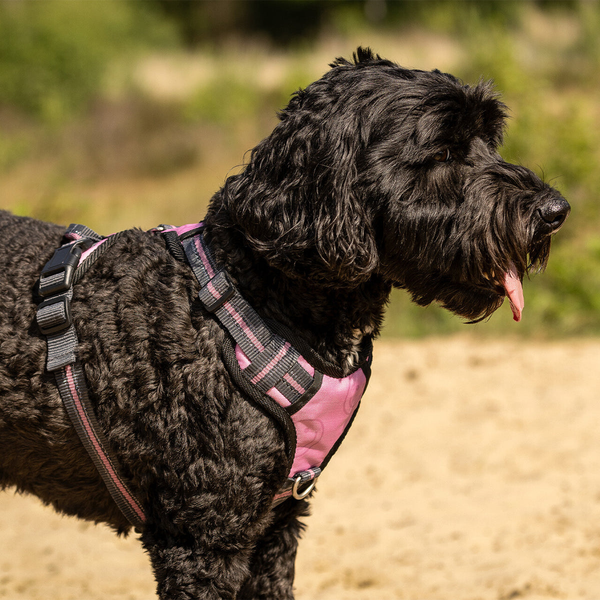 Dog harness collection