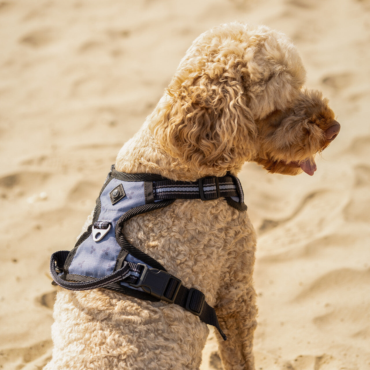 Dog harness collection