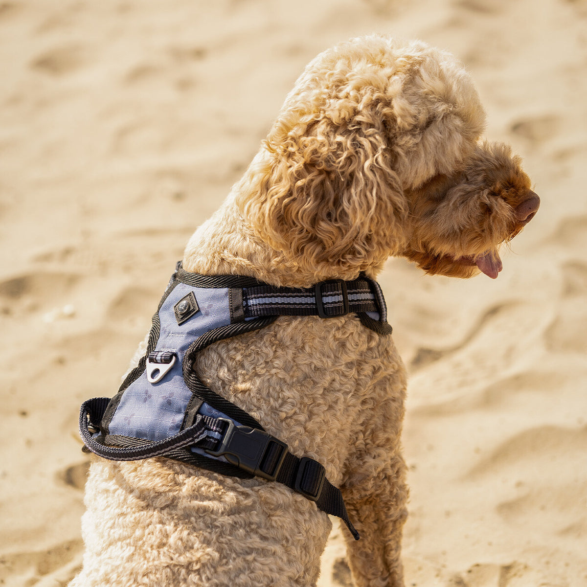 Dog harness collection