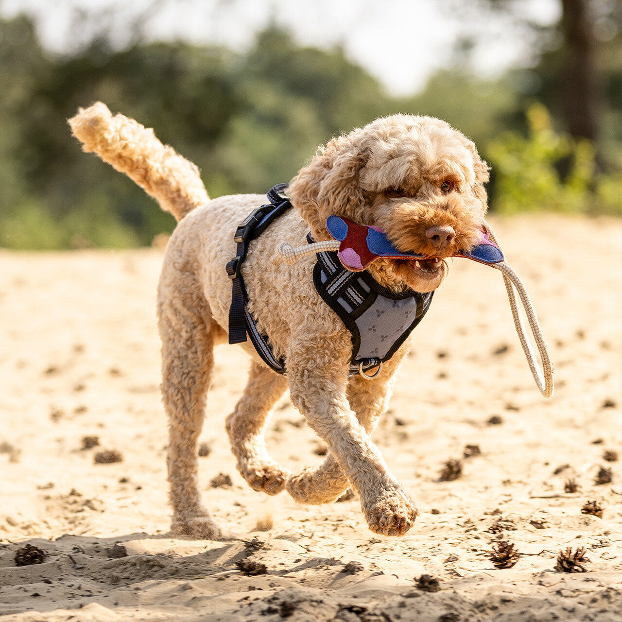 Dog toy collection