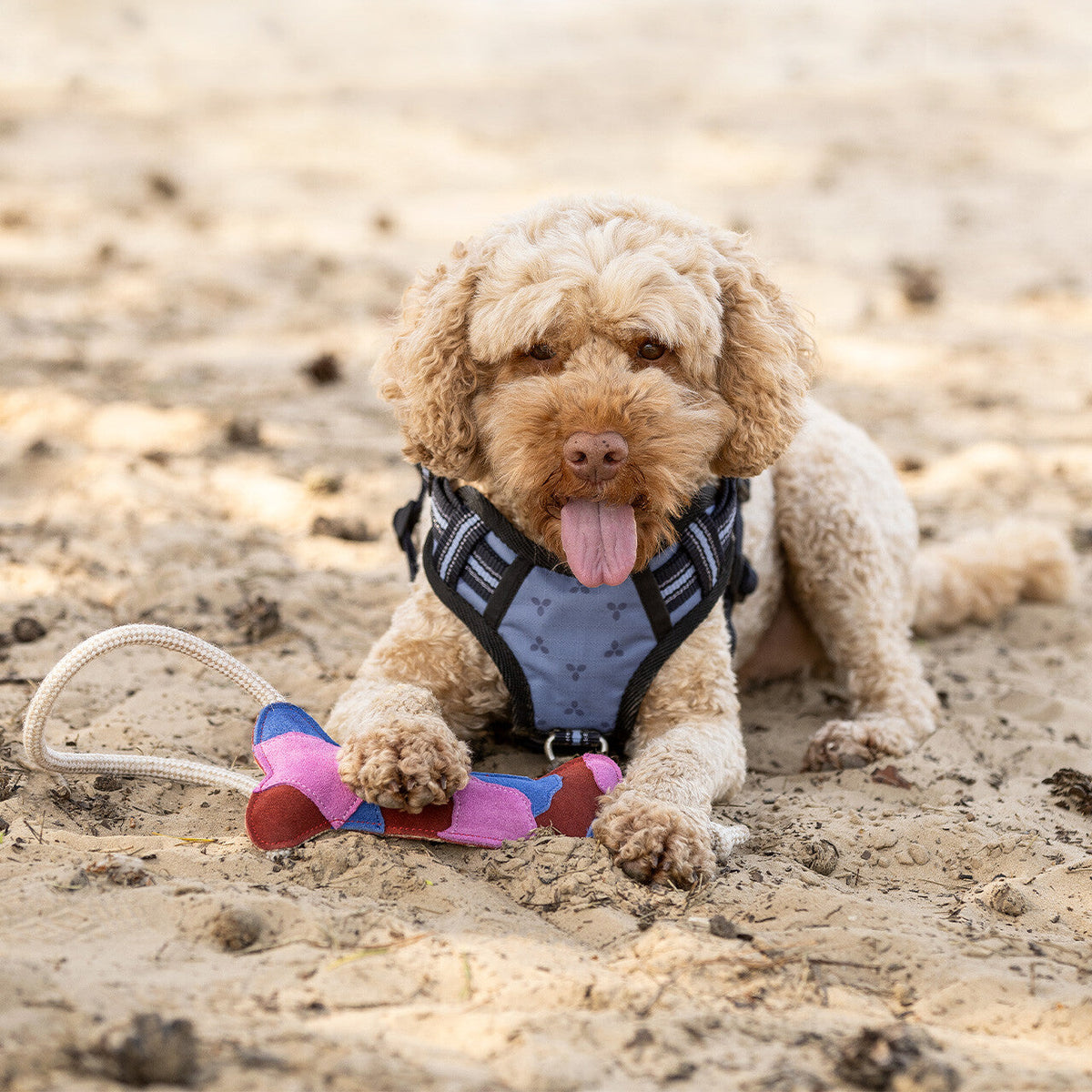 Dog toy collection
