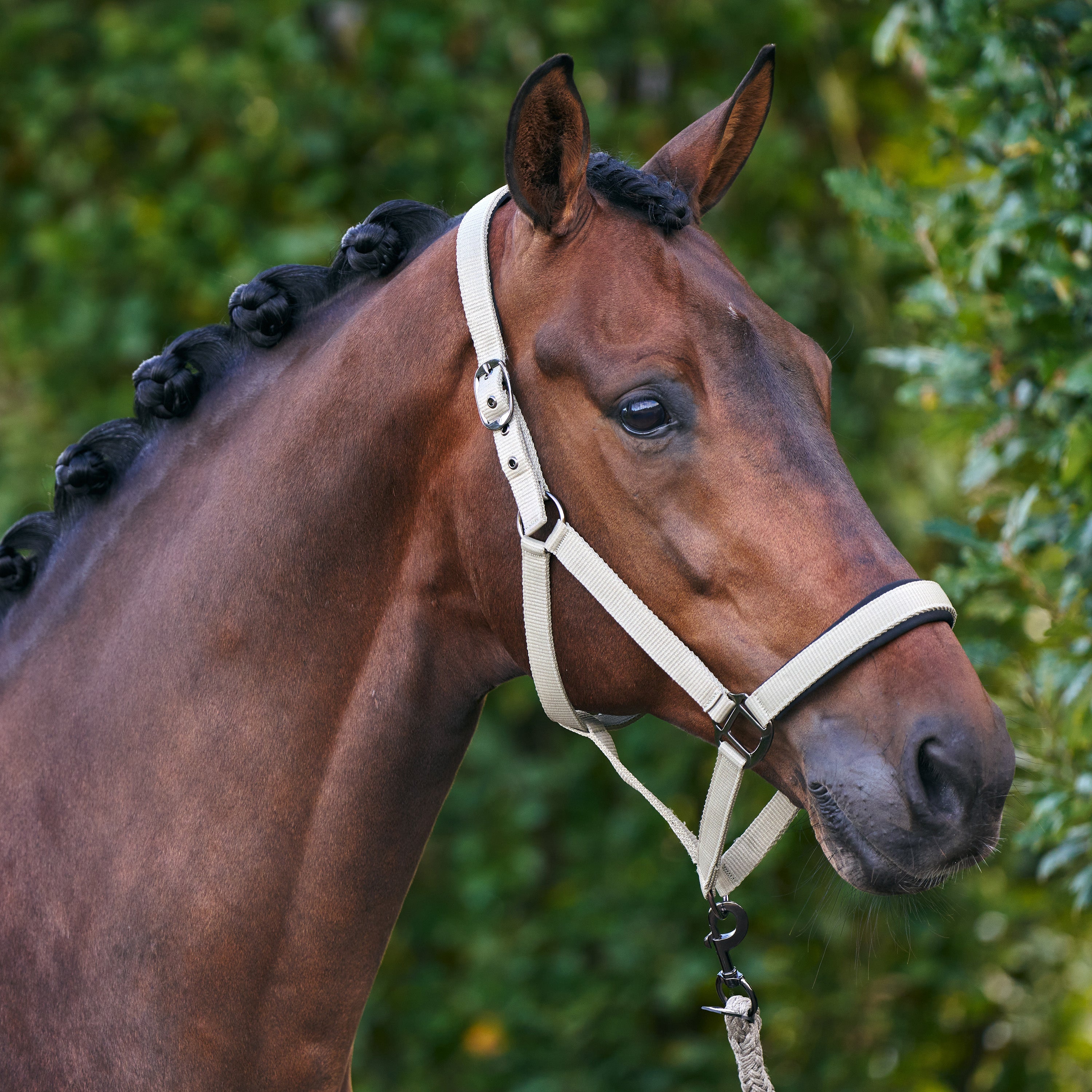 Headcollar IRHClassic Sport
