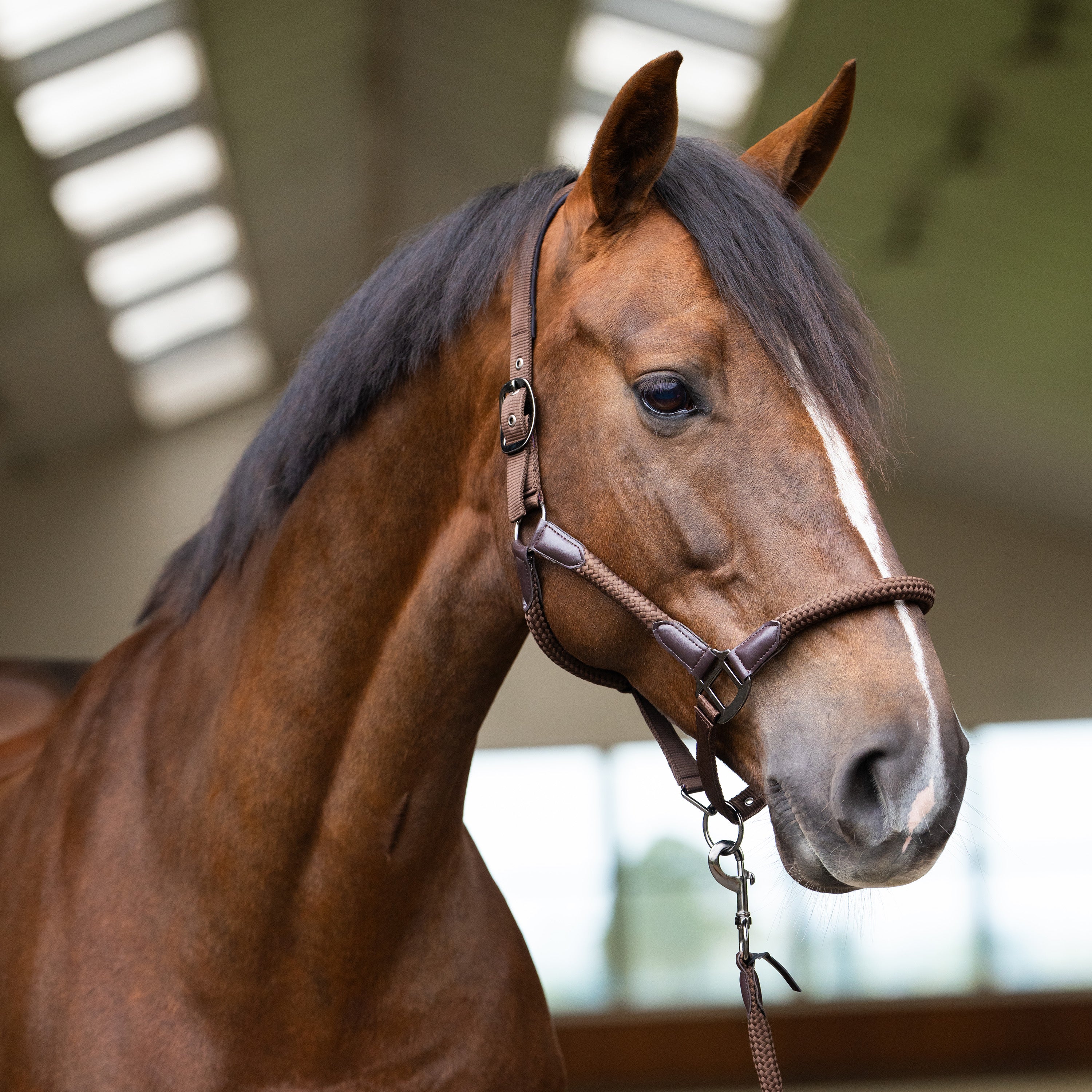 Headcollar IRHLaura