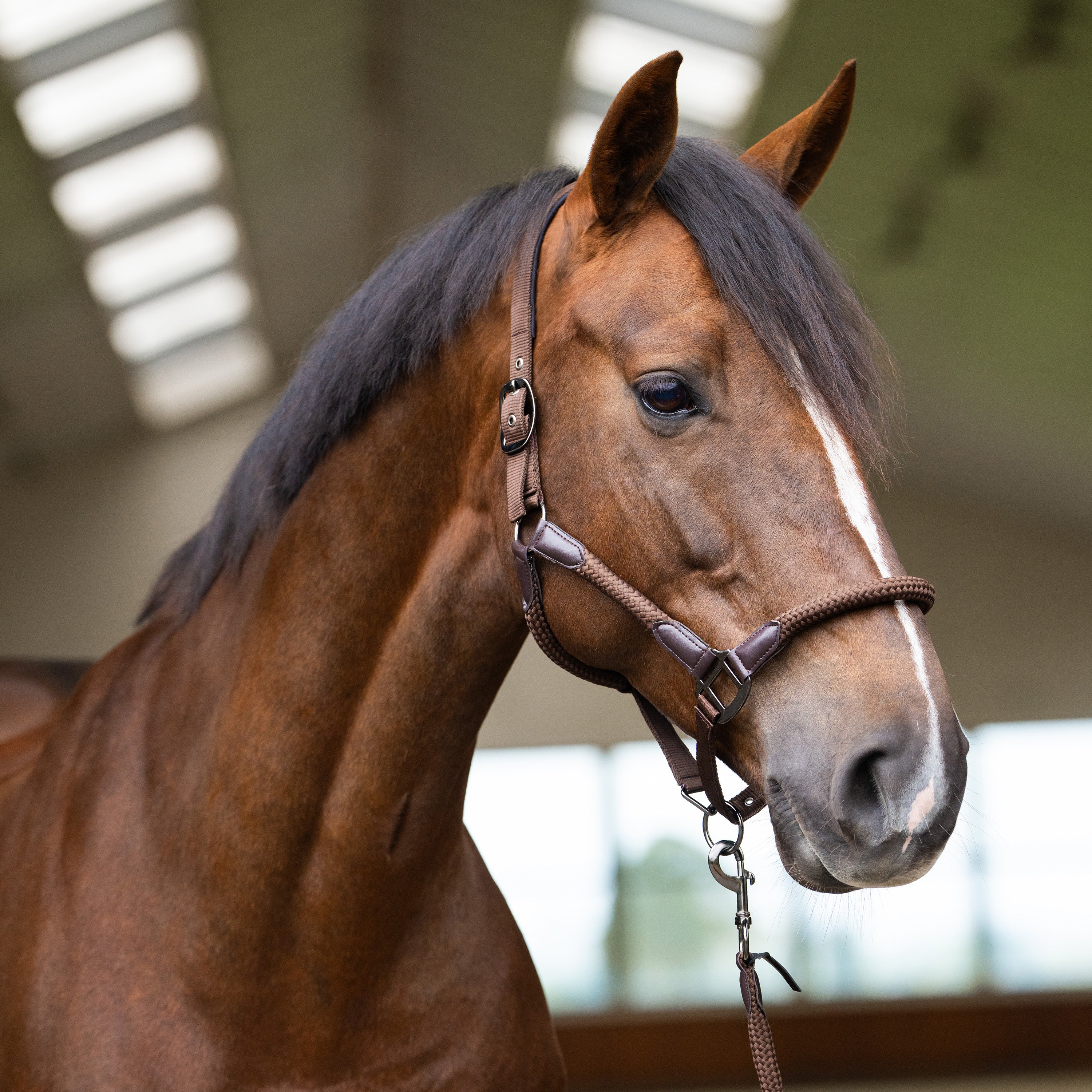 Headcollar IRHLaura