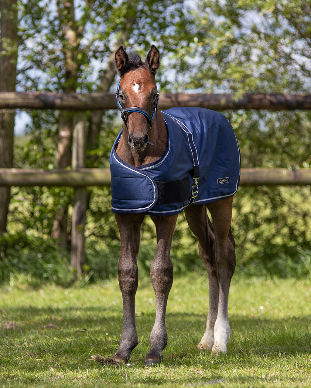 Foal rug turnout 100gr