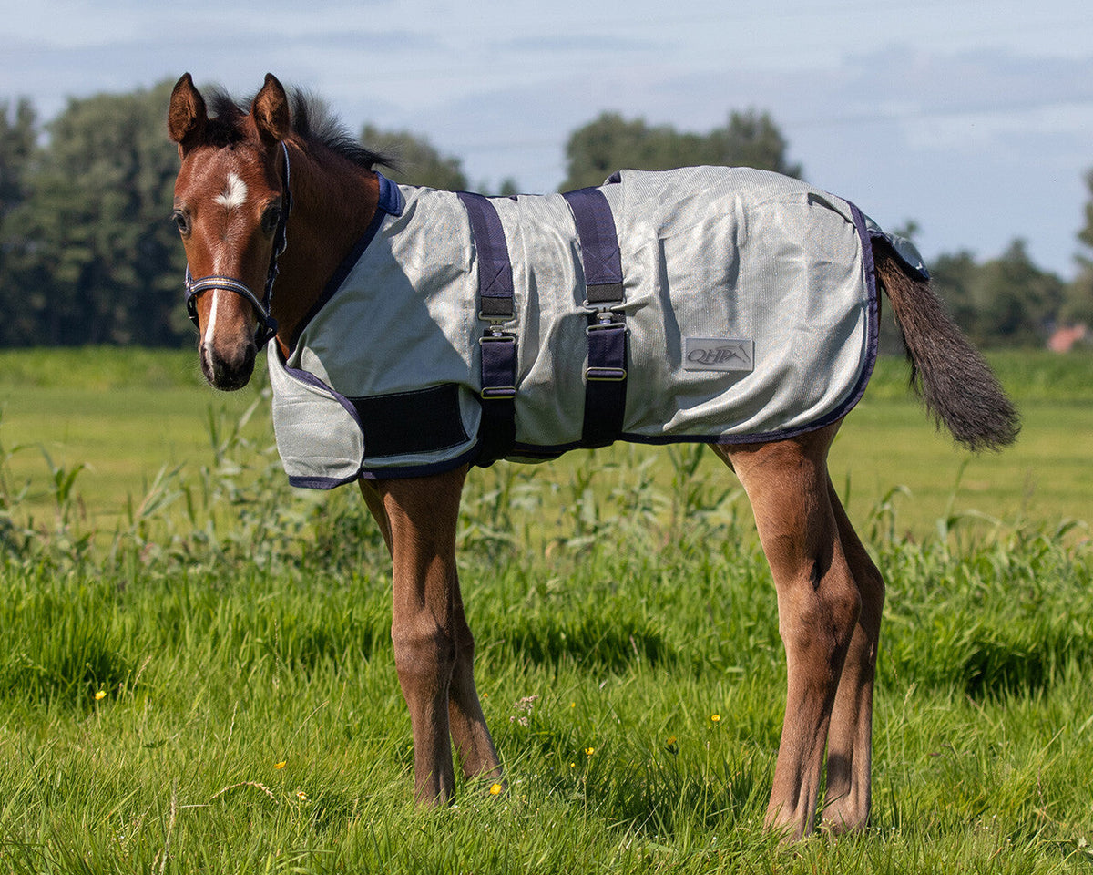 Foal fly rug