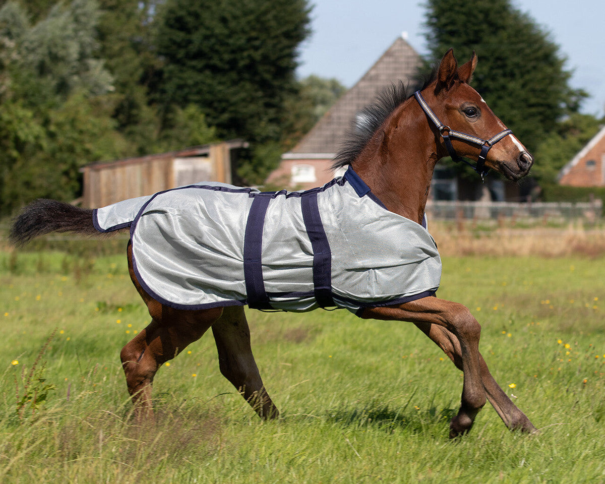 Foal fly rug