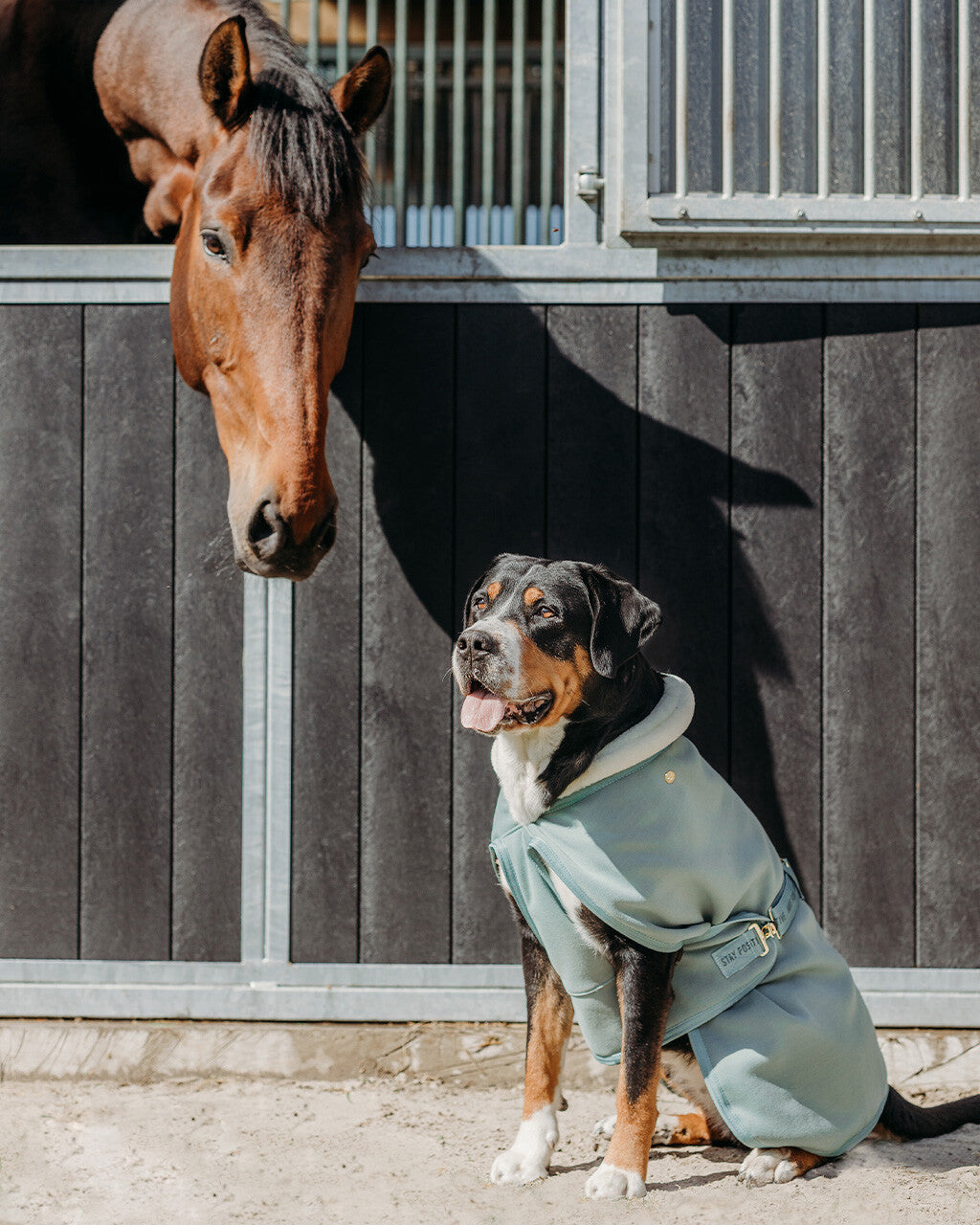 dog rug equestrian dream