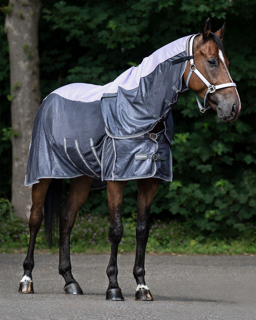 anti-fly rug combo collection with neck