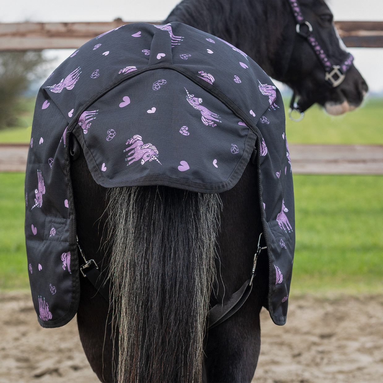 Turnout rug Lize 100gr Black/violet / 95