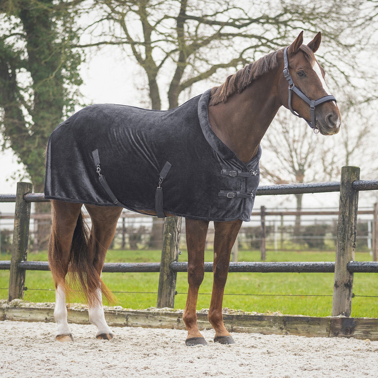 Show rug Sensisoft