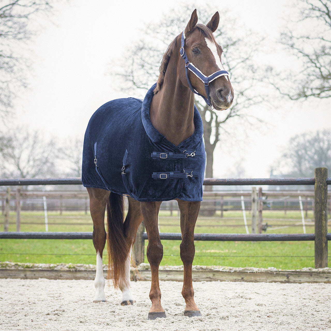 Show rug Sensisoft