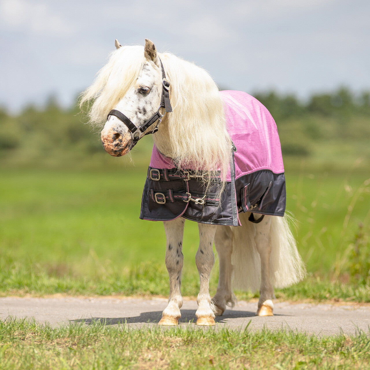 Turnout rug falabella collection 0gr