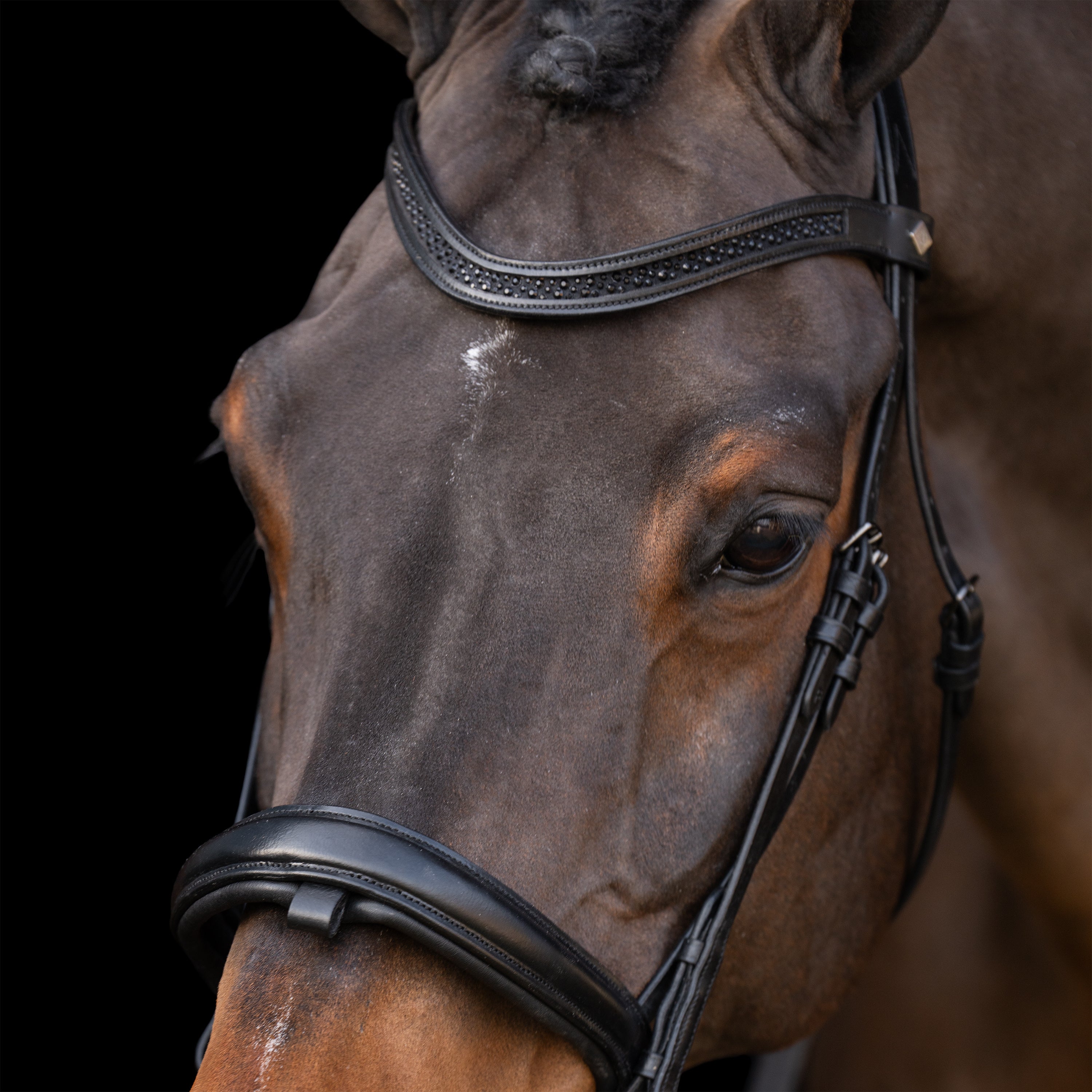 Snaffle bridle with English noseband IRH