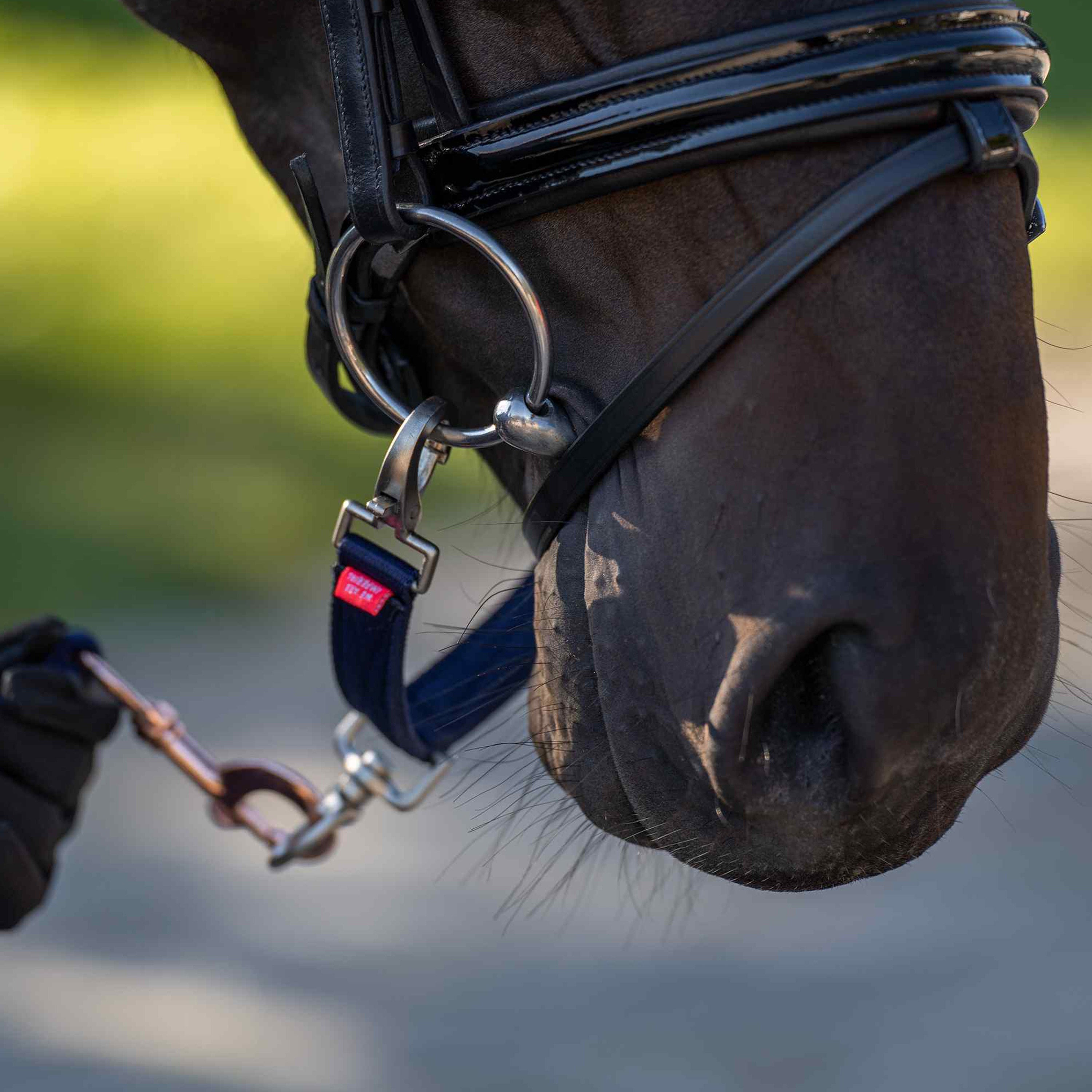 Lunging bit strap IRH