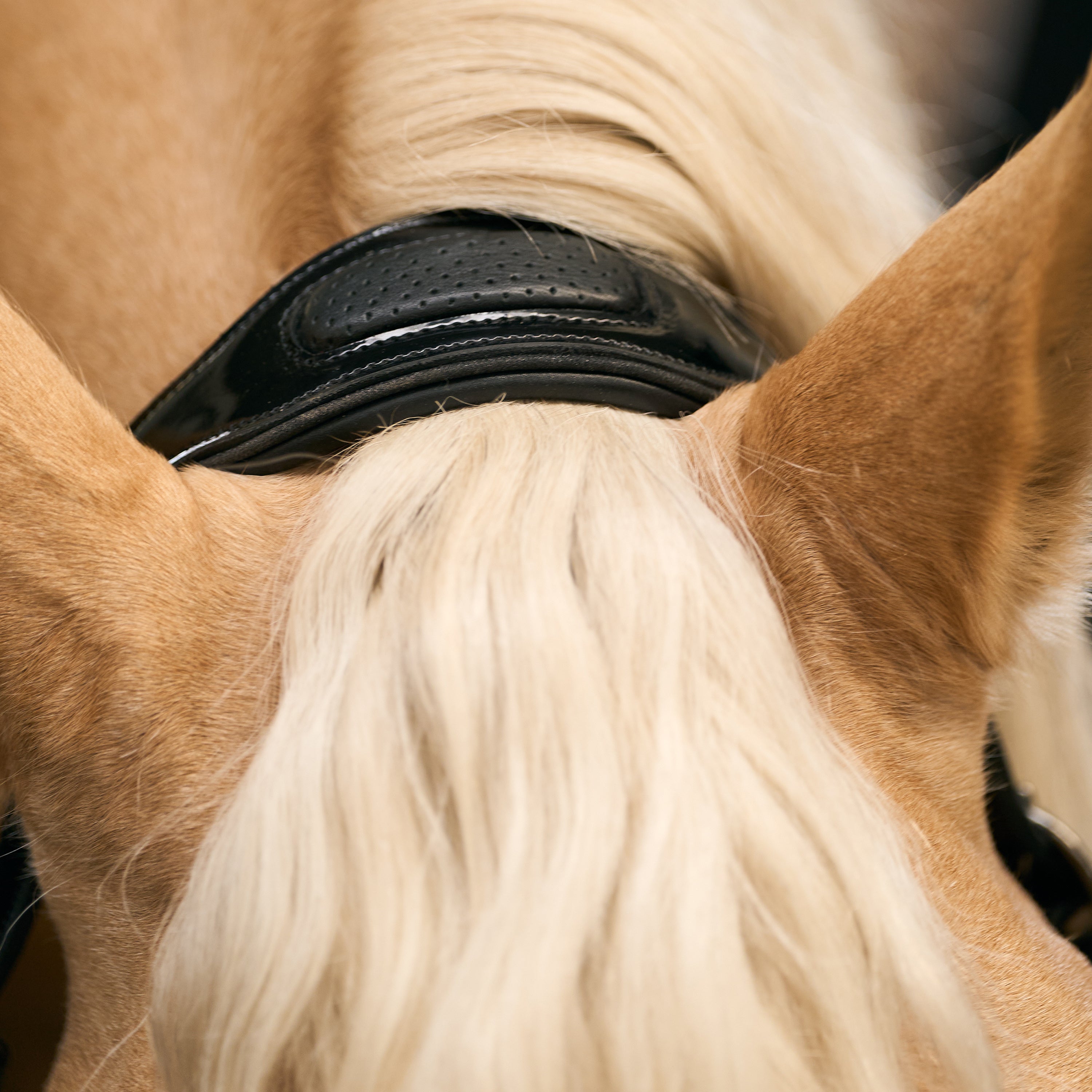 Headcollar IRHHera