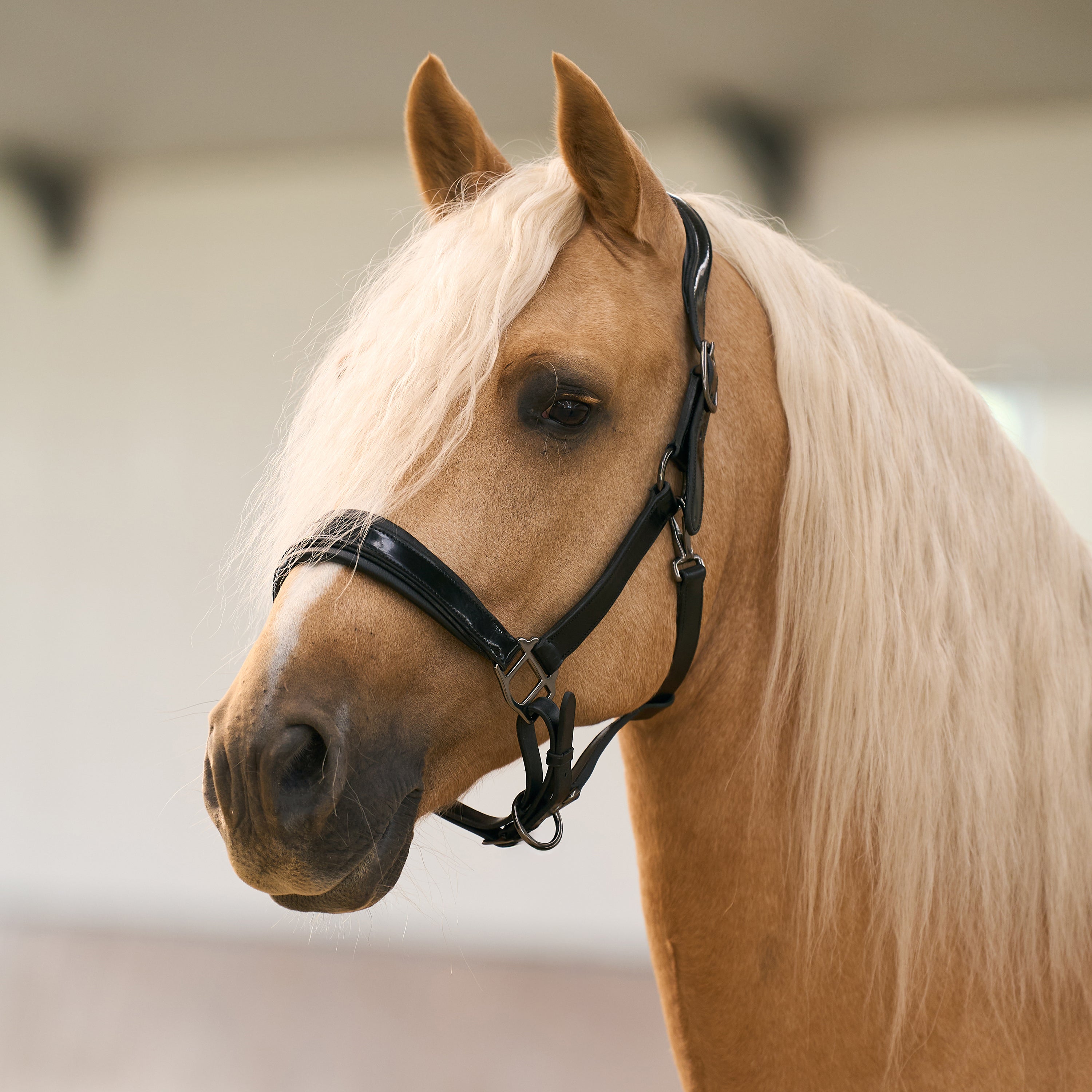 Headcollar IRHHera