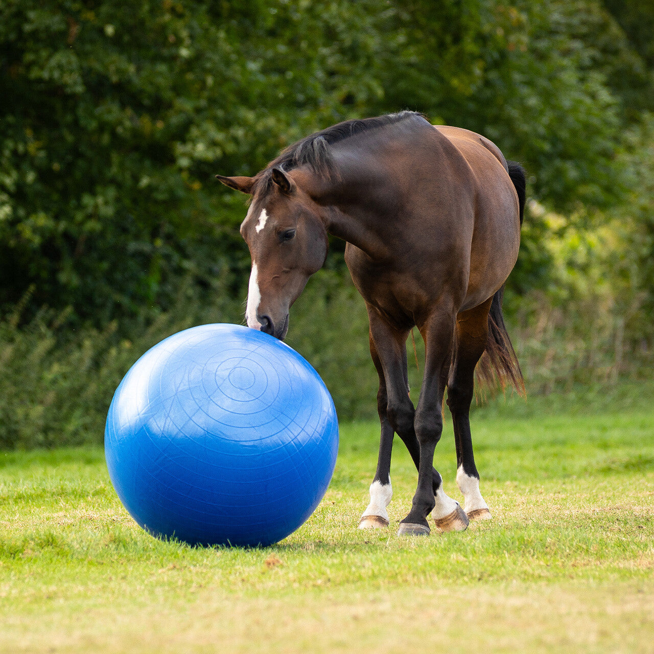 Horse football