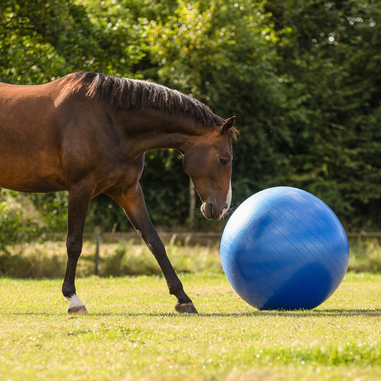 Horse football