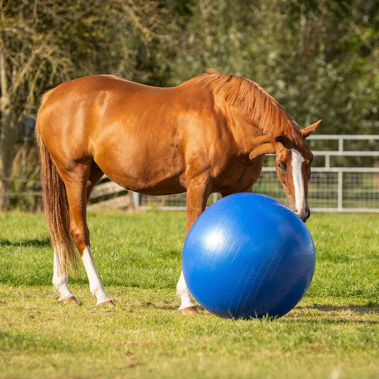 Horse football