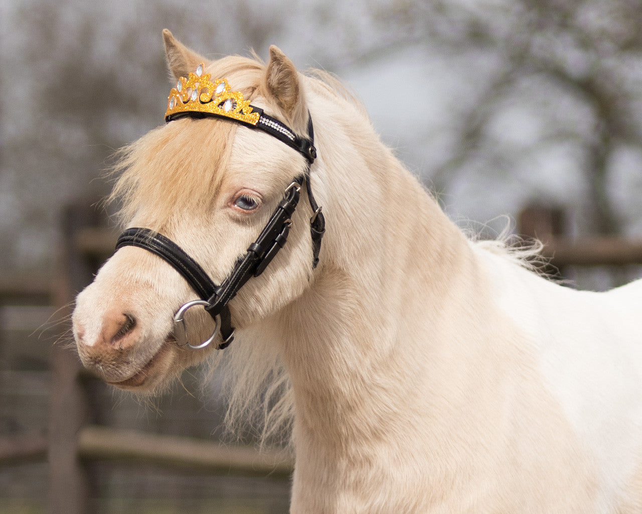 crown horse