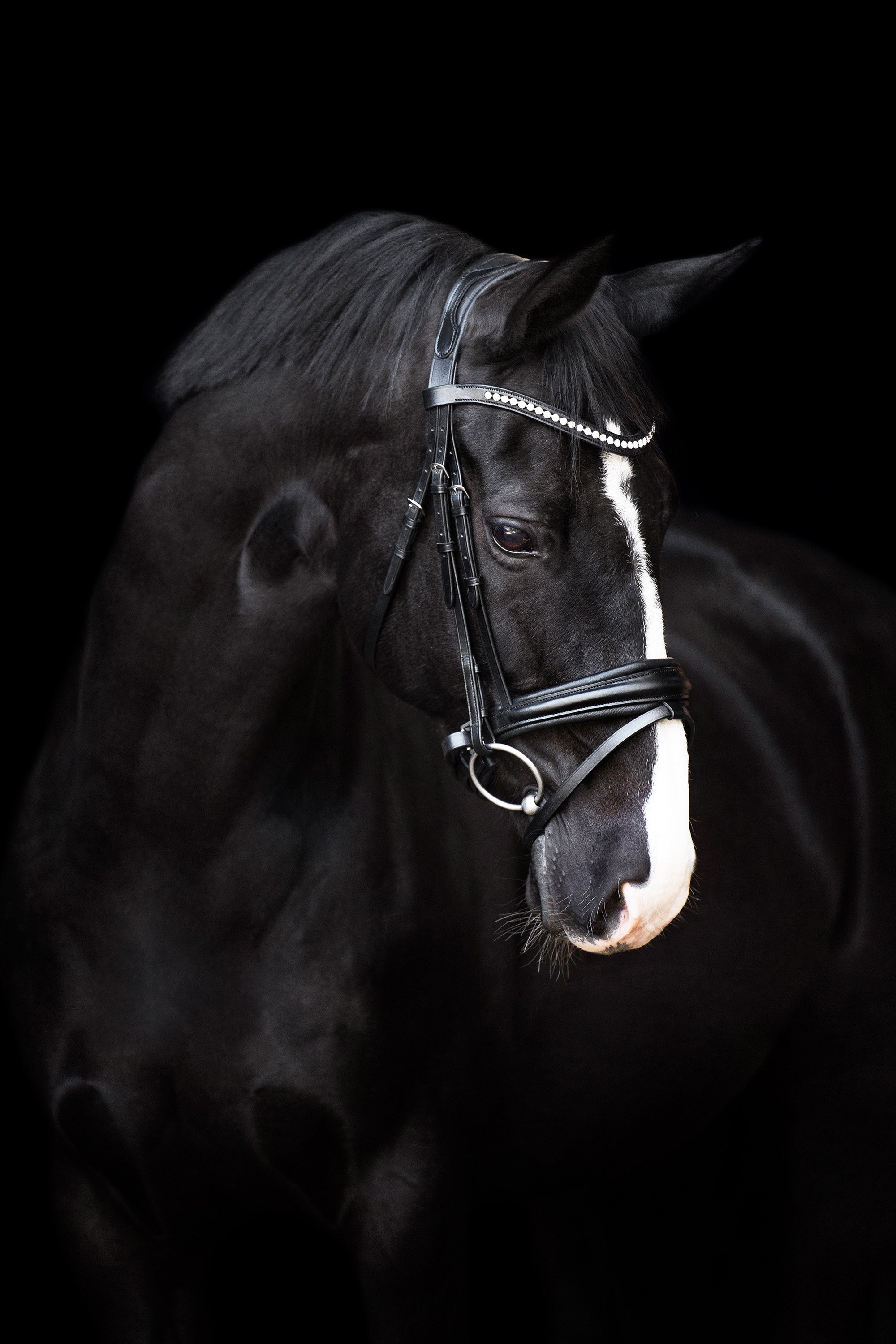 Bridle IRHFria