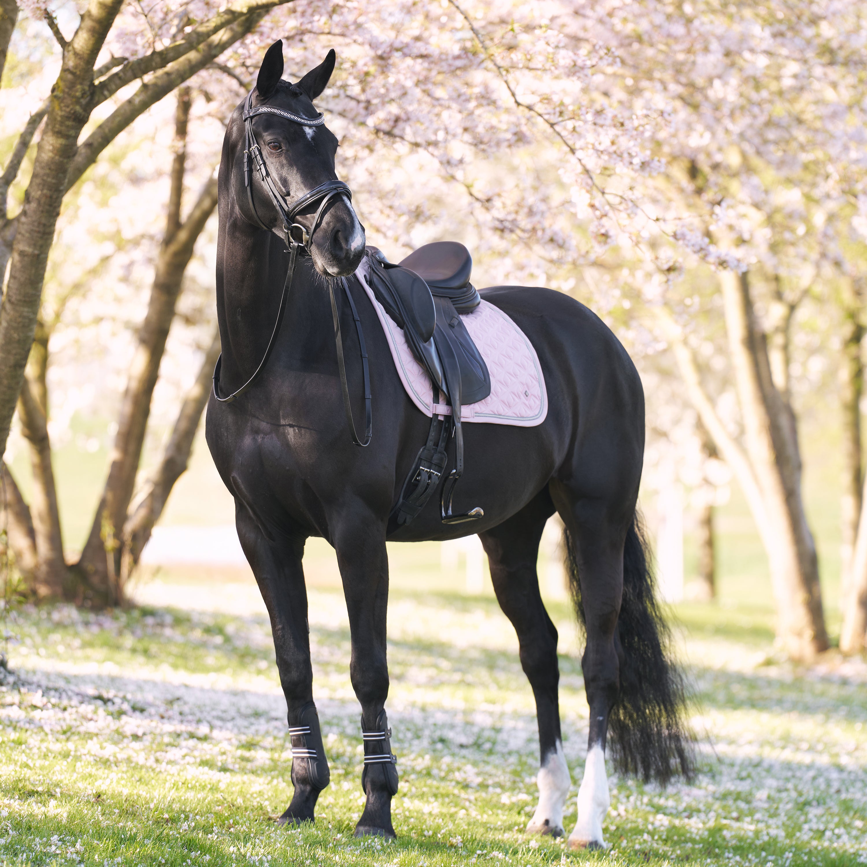Saddlepad IRHLenny DR