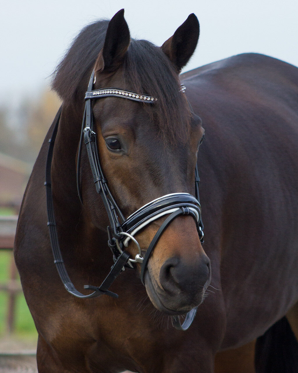 bridle aphrodite
