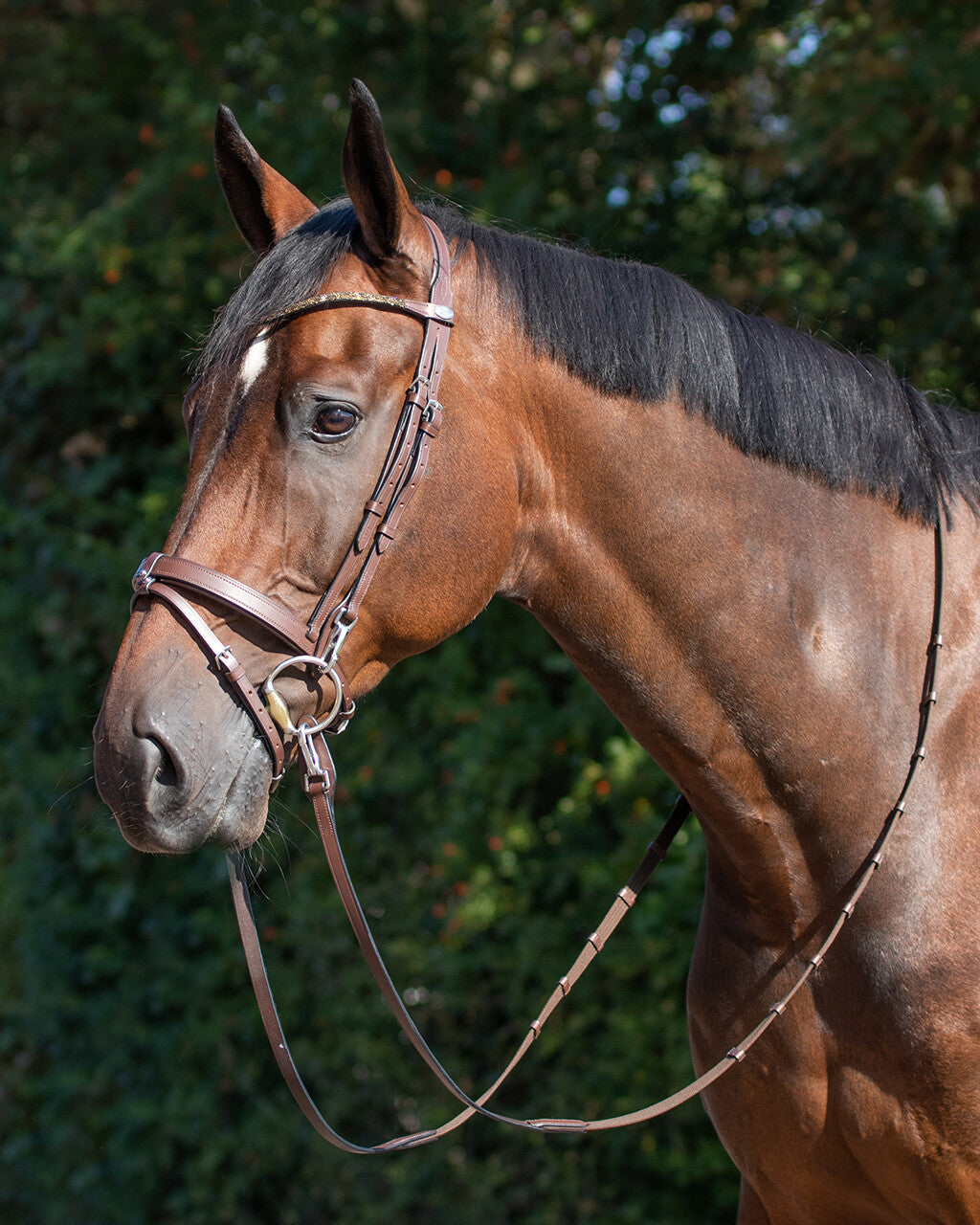 trainings bridle