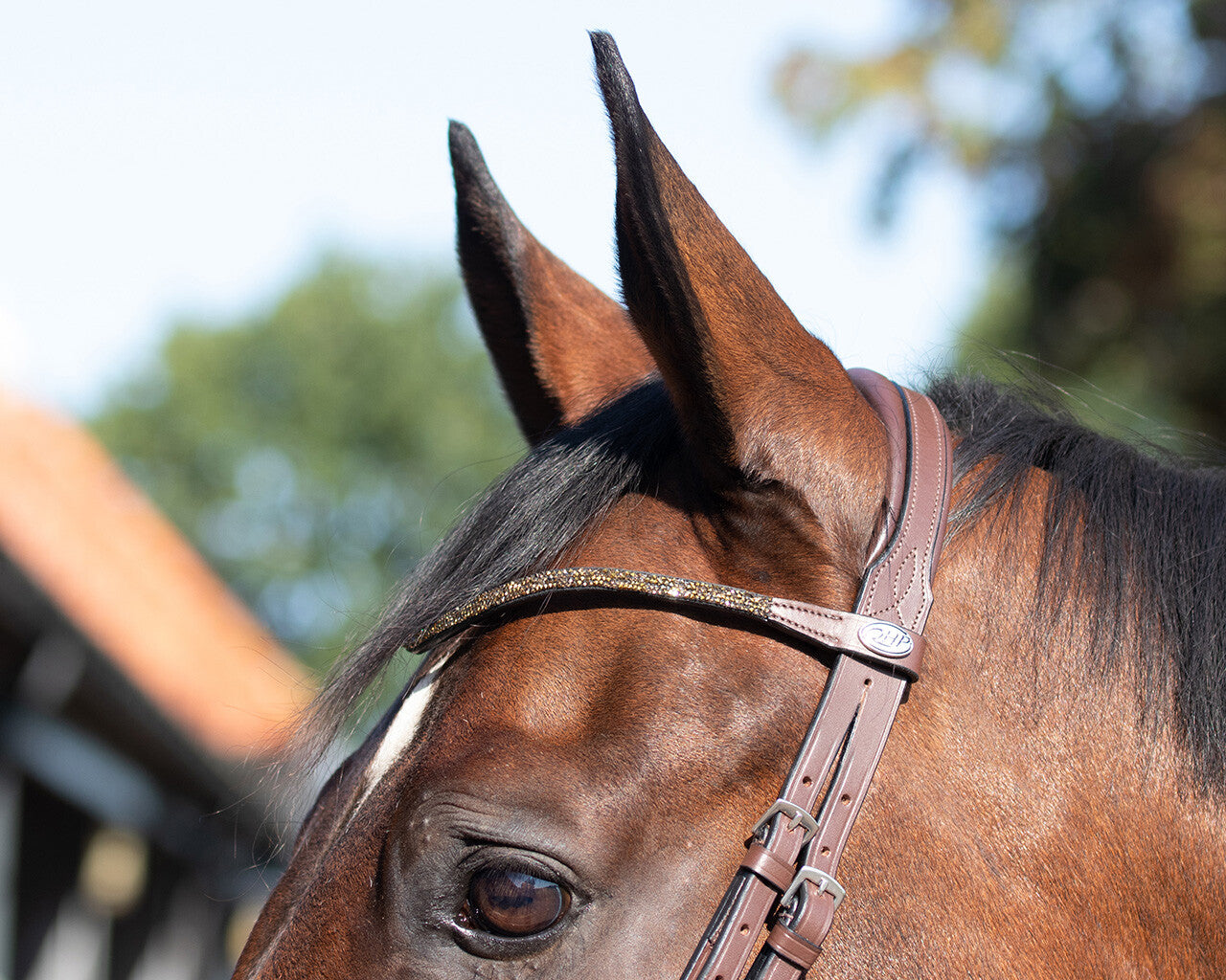trainings bridle