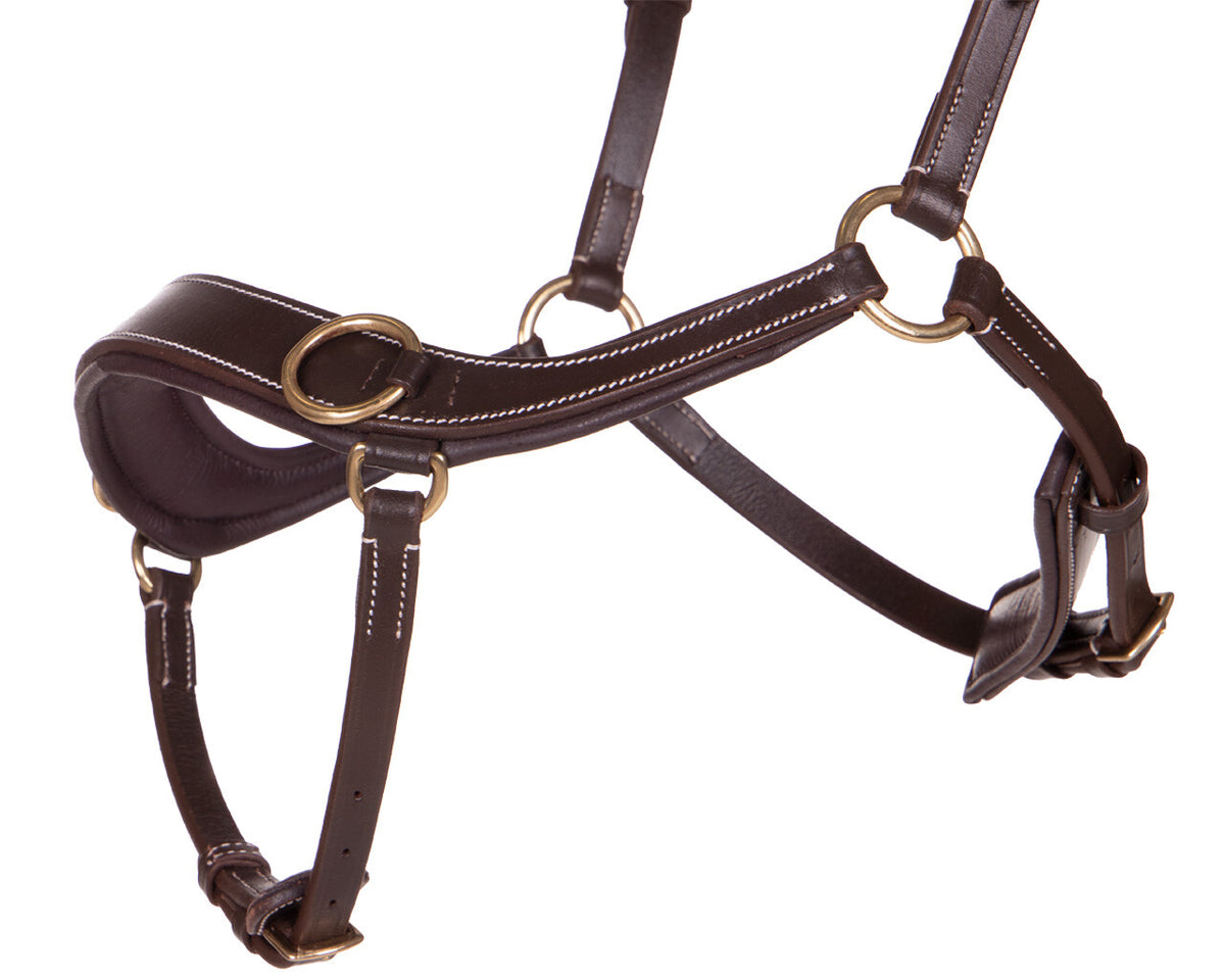 bitless bridle anatomical
