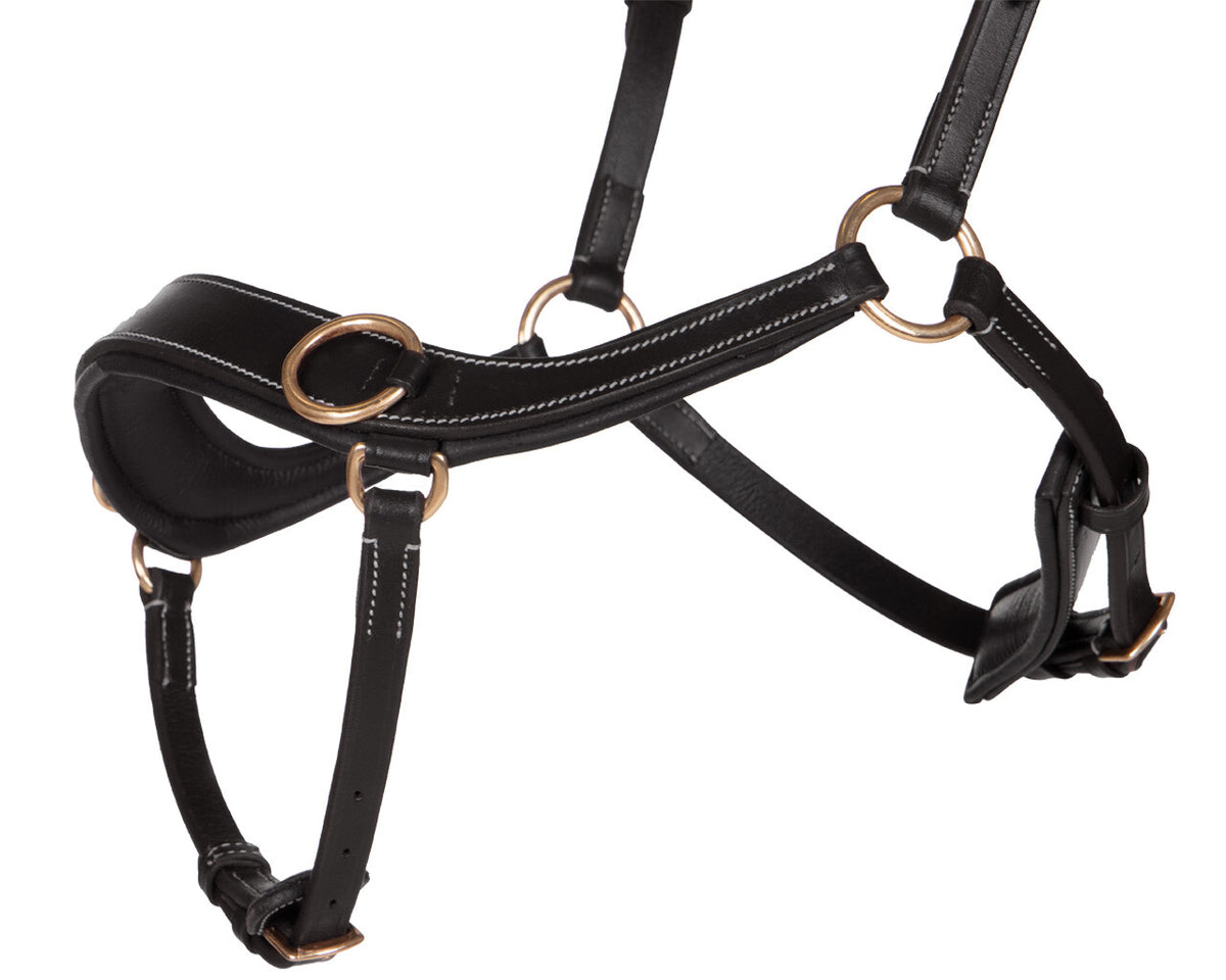 bitless bridle anatomical