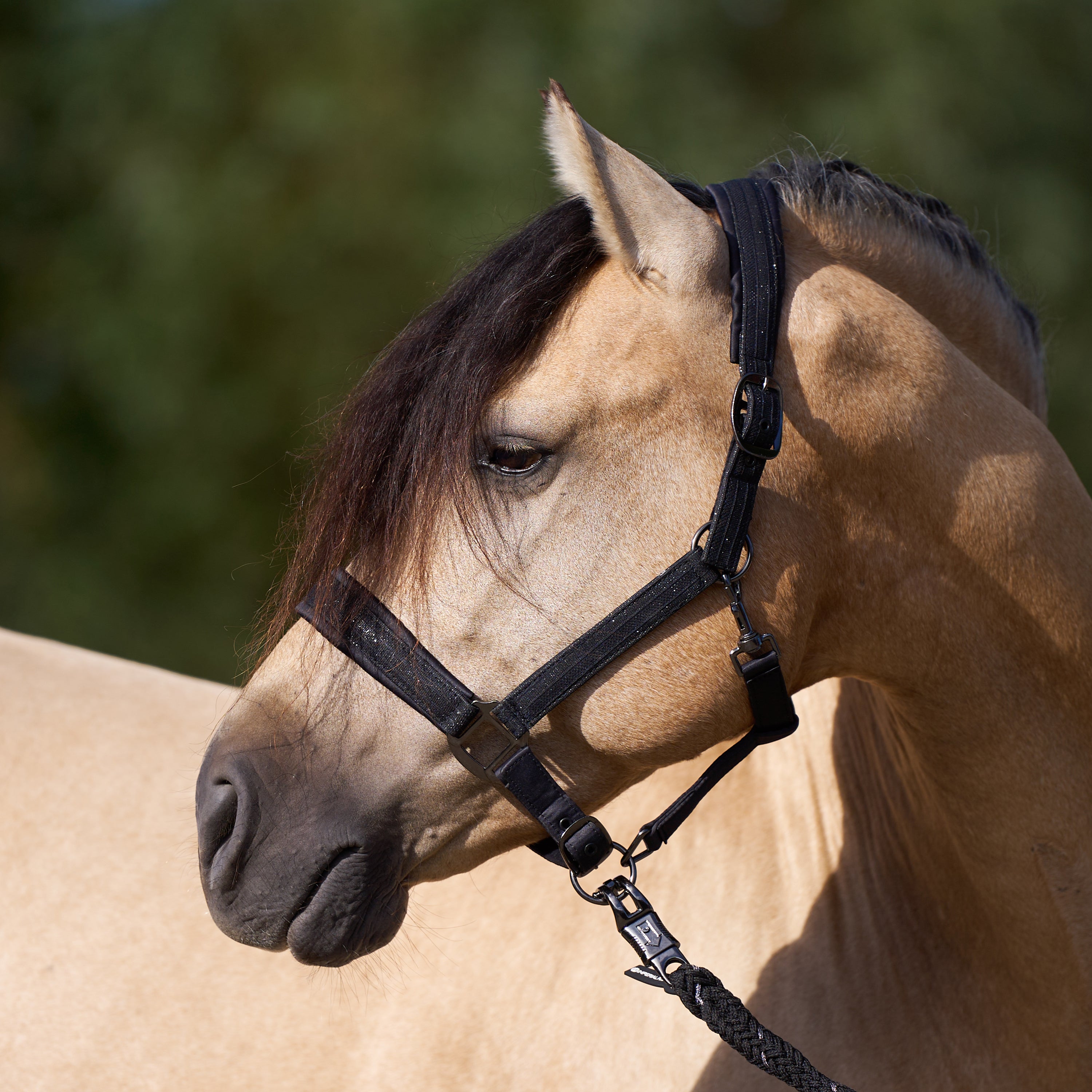 Headcollar IRHSparkle