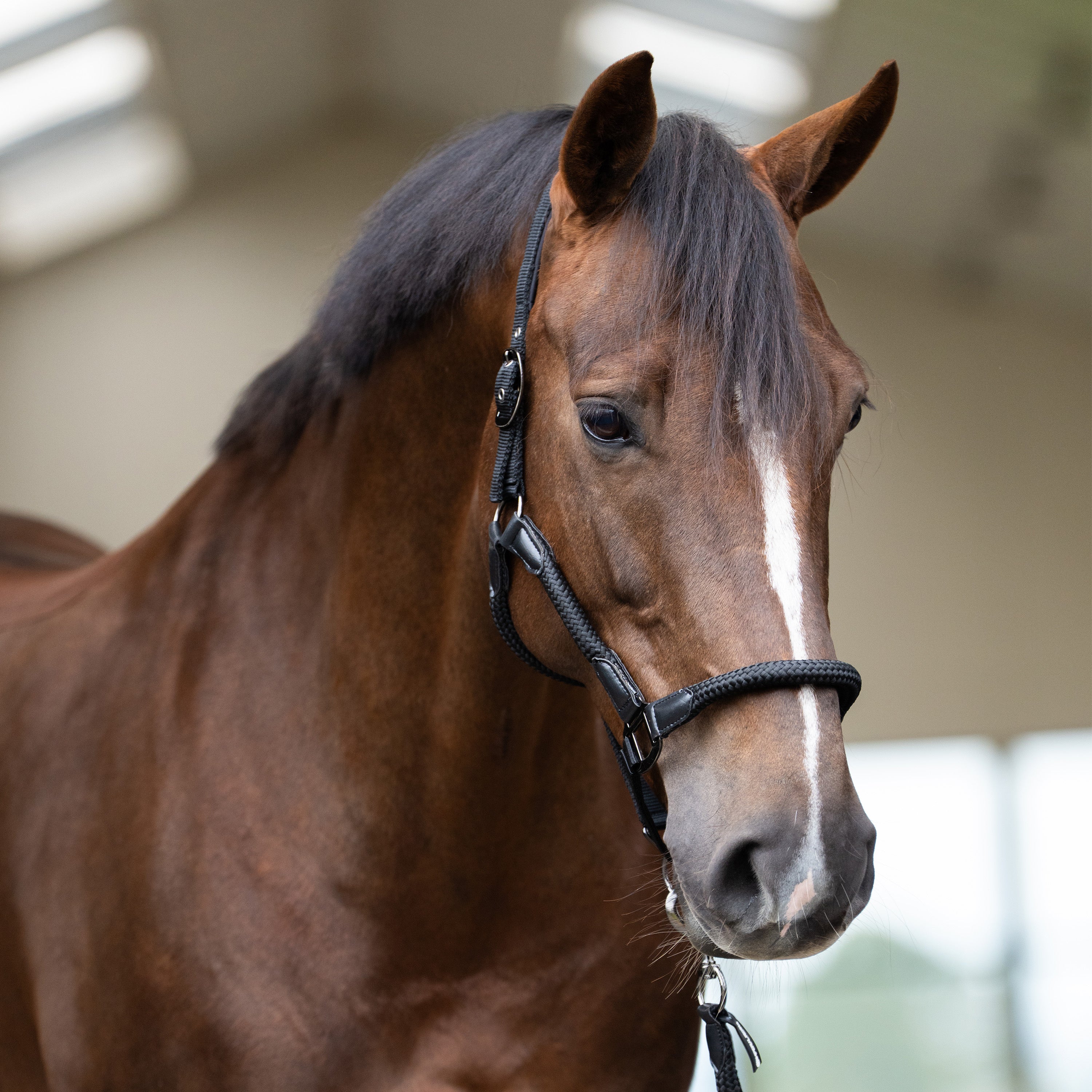 Headcollar IRHLaura