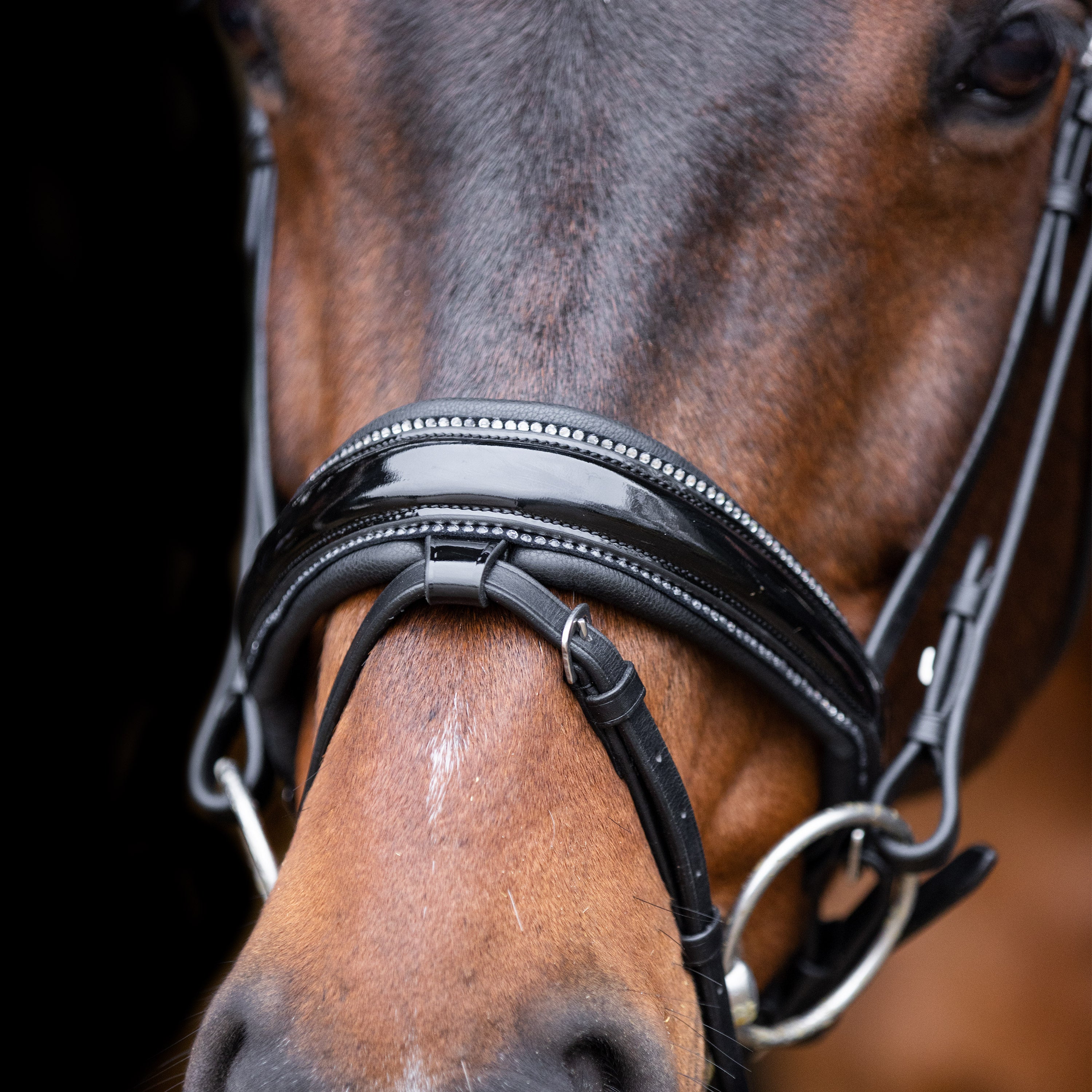 Bridle IRHOlympia