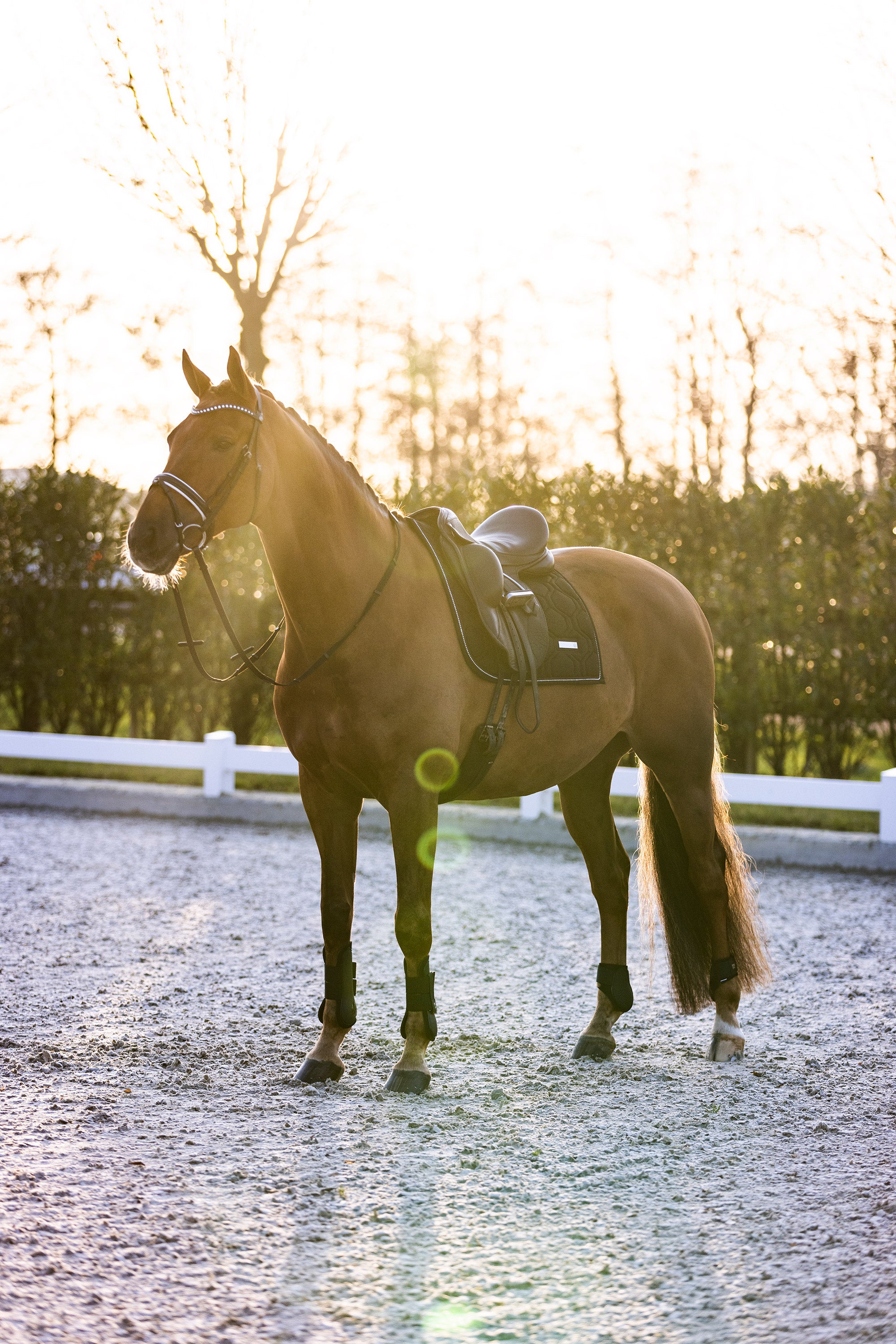 Tendon boots IRHLovely