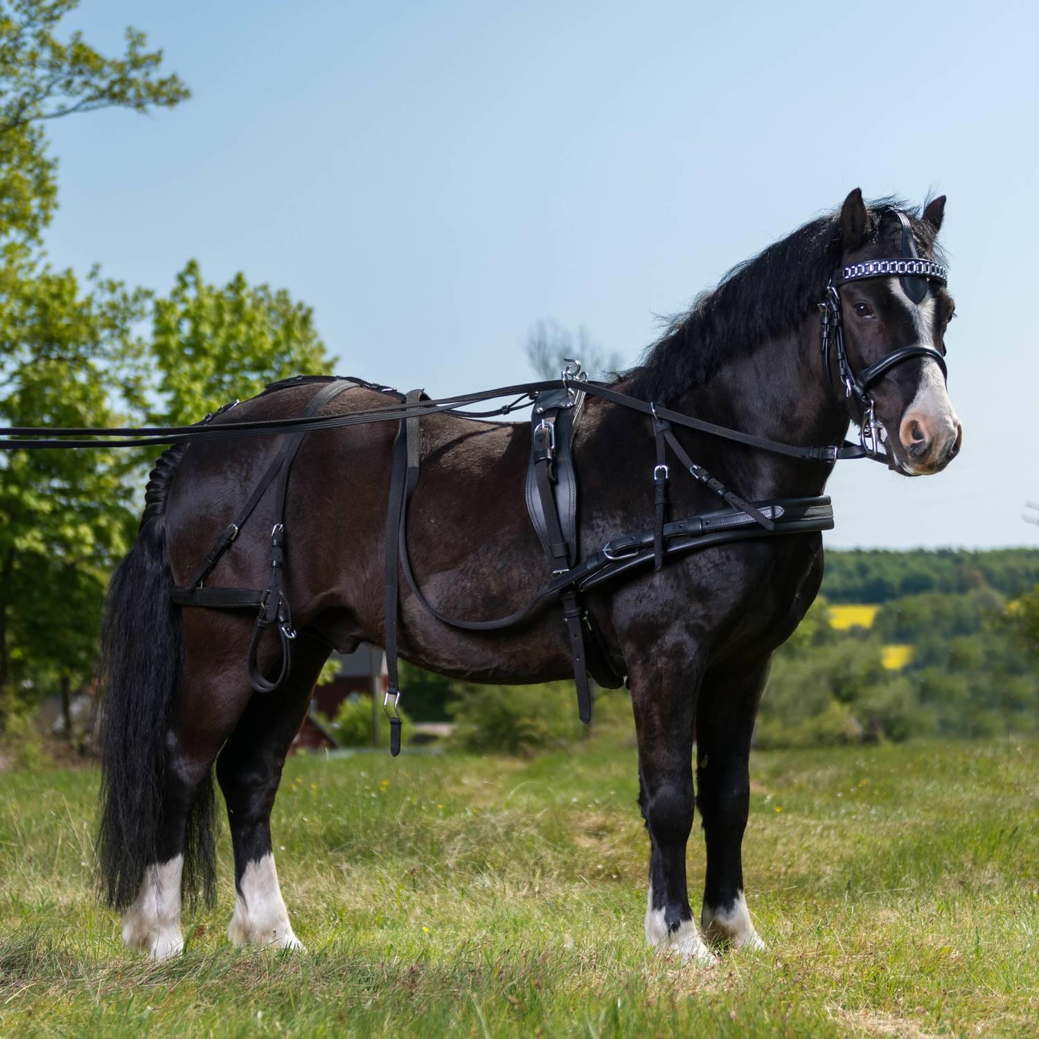 bröstsele “globus rocky - mini shetland