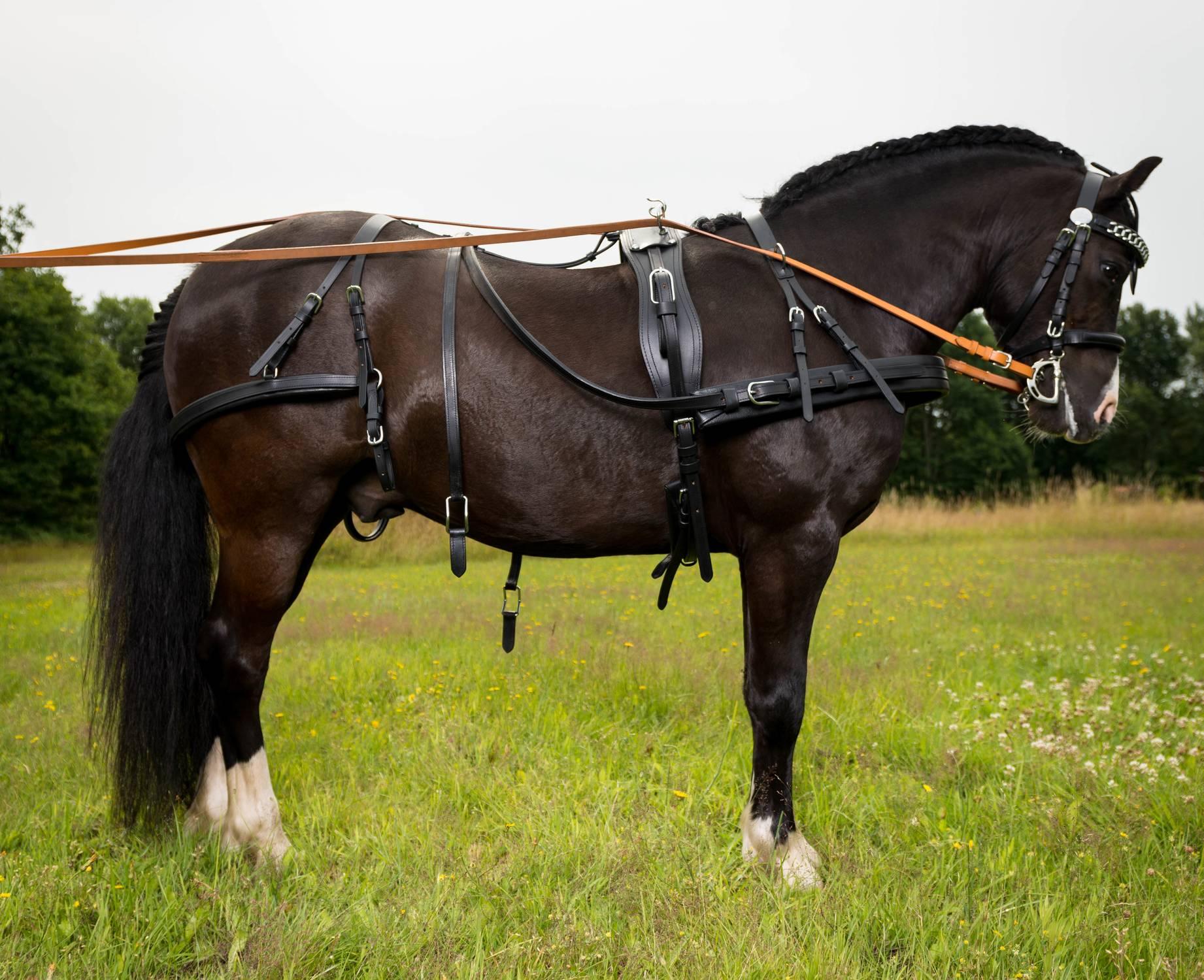 bröstsele “globus drago” läder - cob
